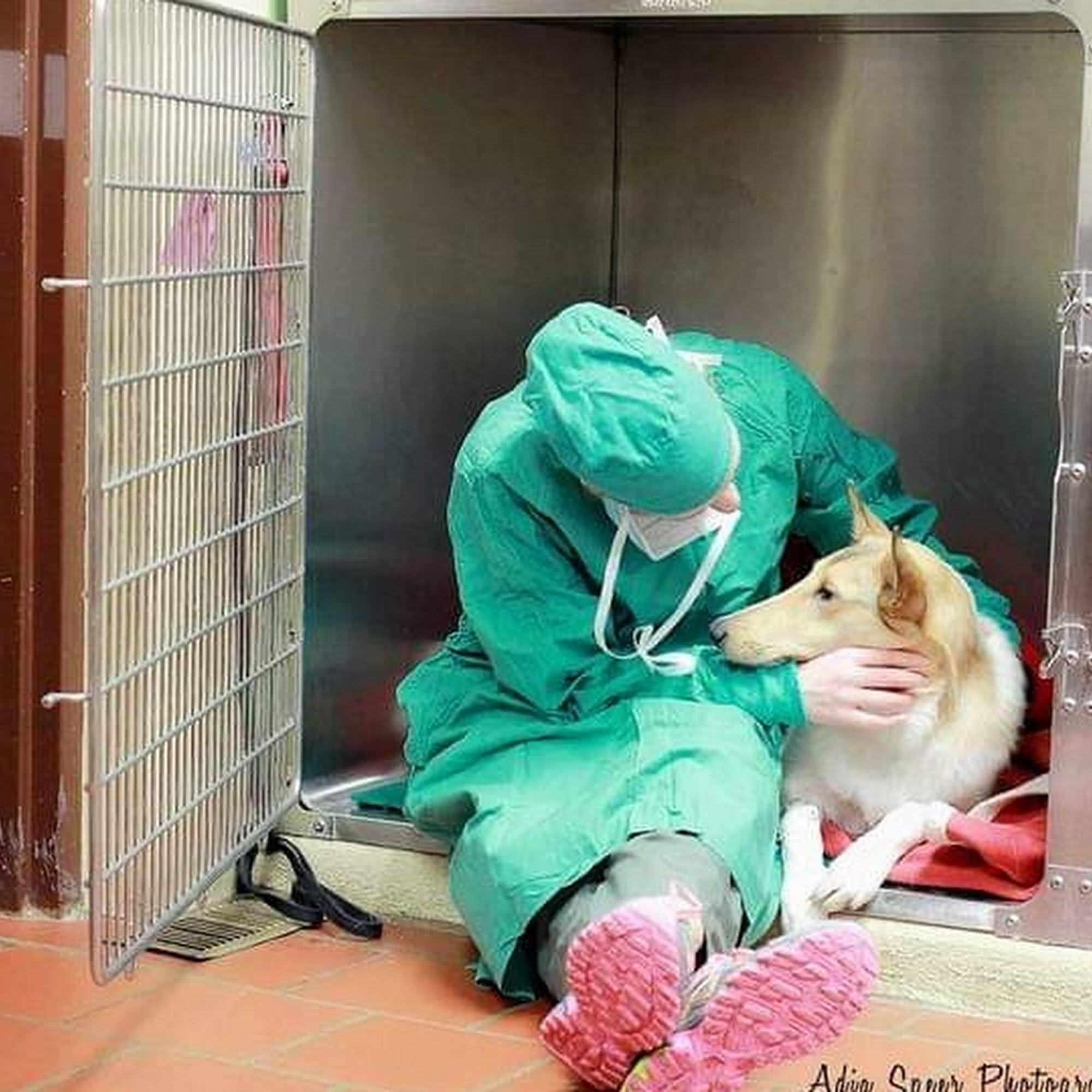 Medford Animal Hospital Medford