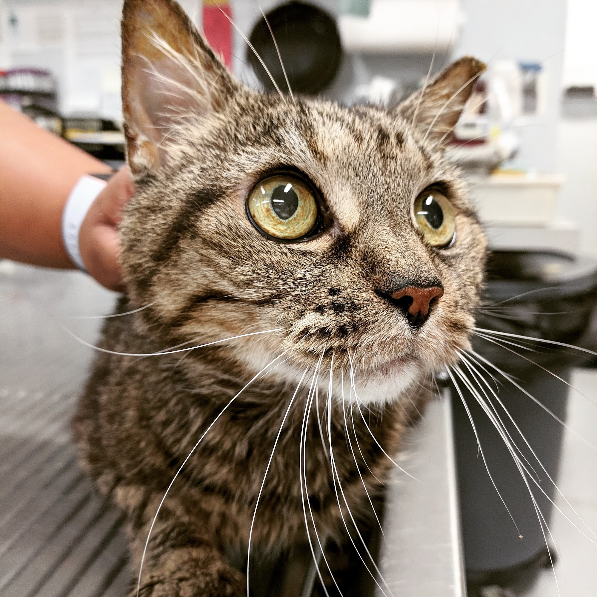 Exclusively Cats Medical Center of Medford Medford