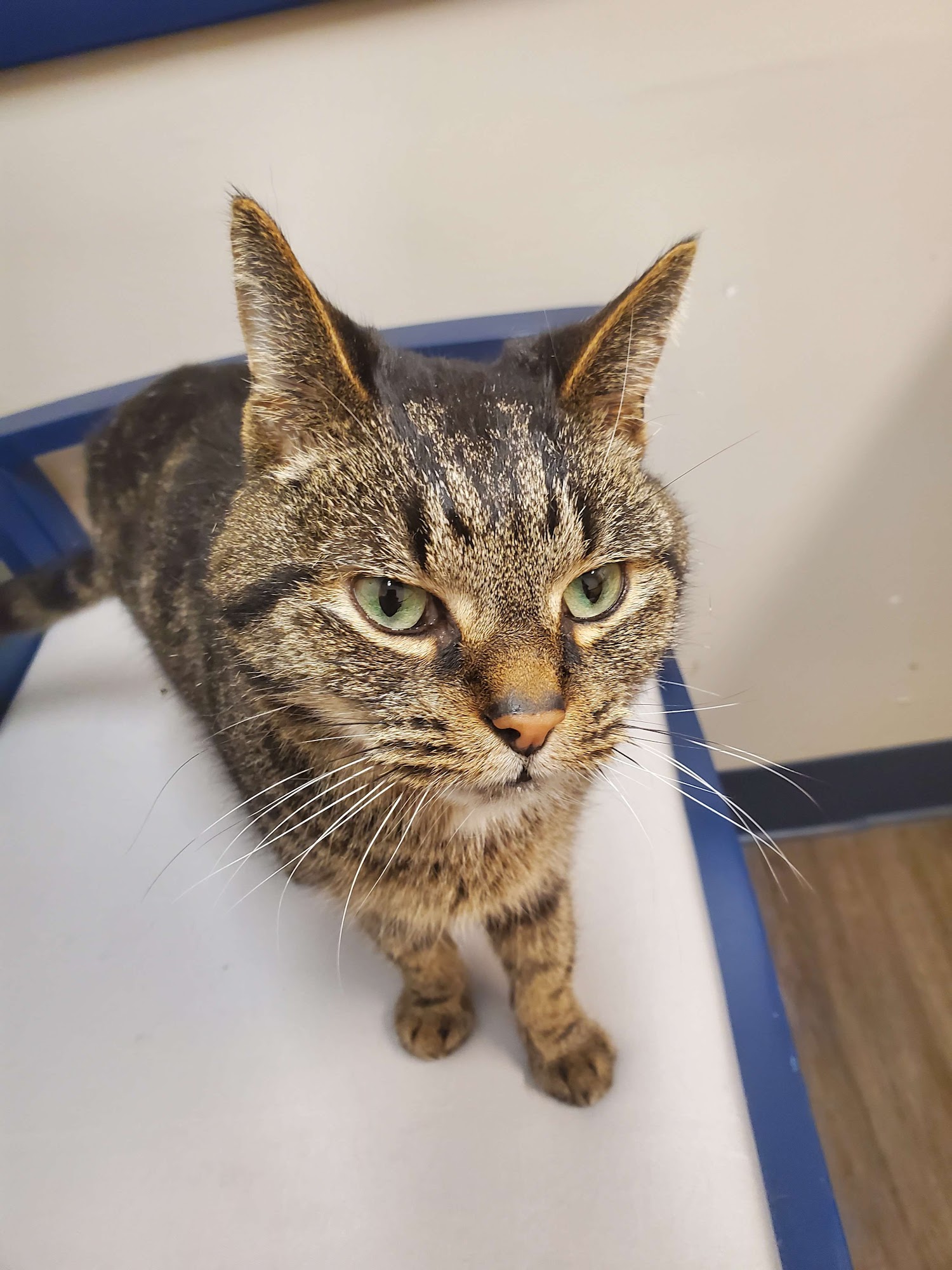 Exclusively Cats Medical Center of Medford Medford