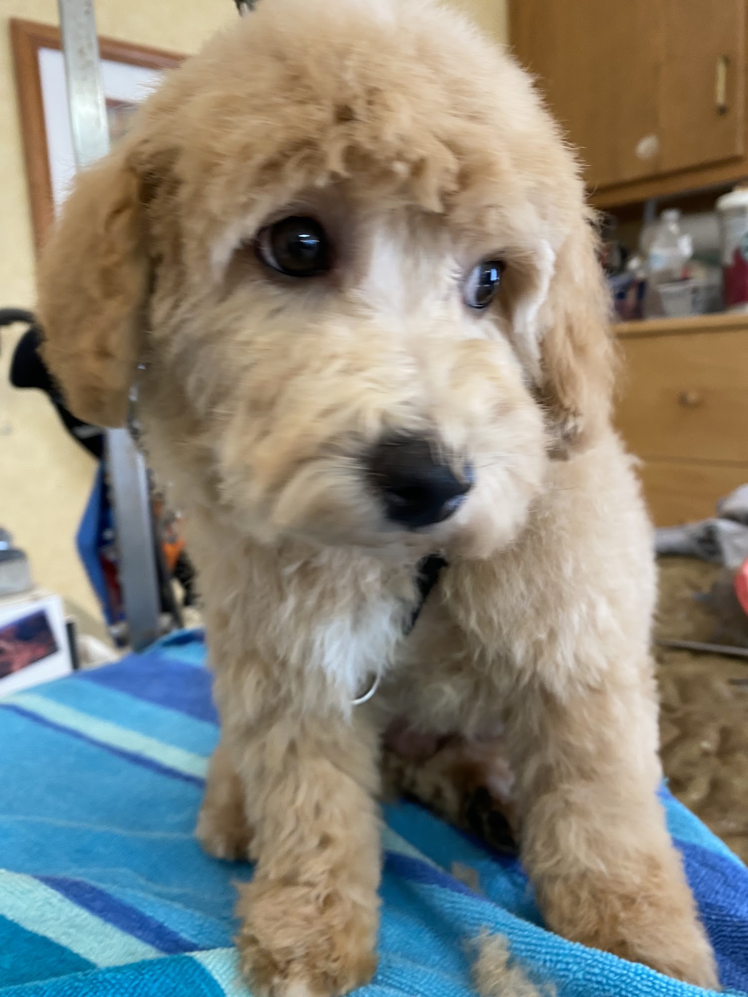 Central Bark Medford Medford