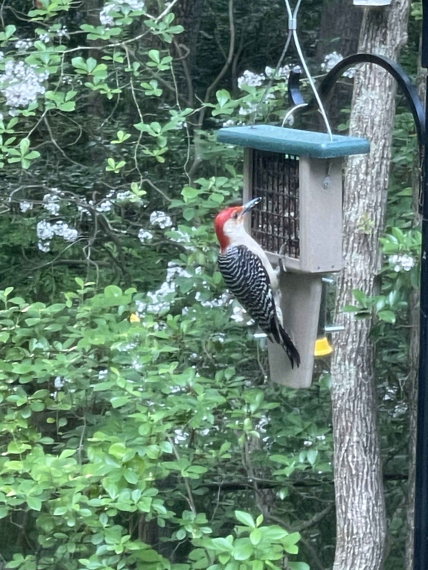 A Wild Bird Oasis Medford