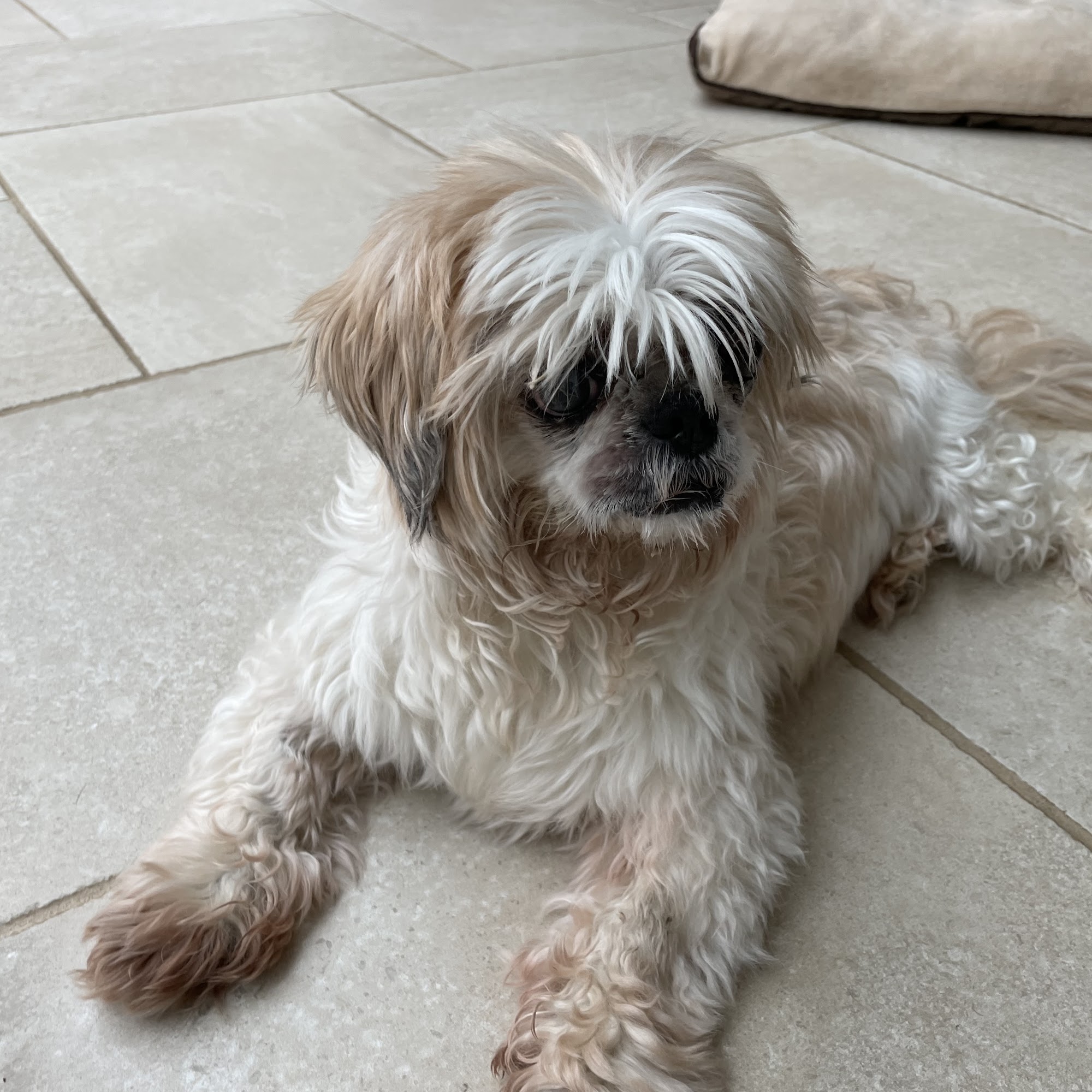 Mendham Animal Hospital Mendham