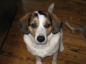 Veterinary Care Center Mercerville