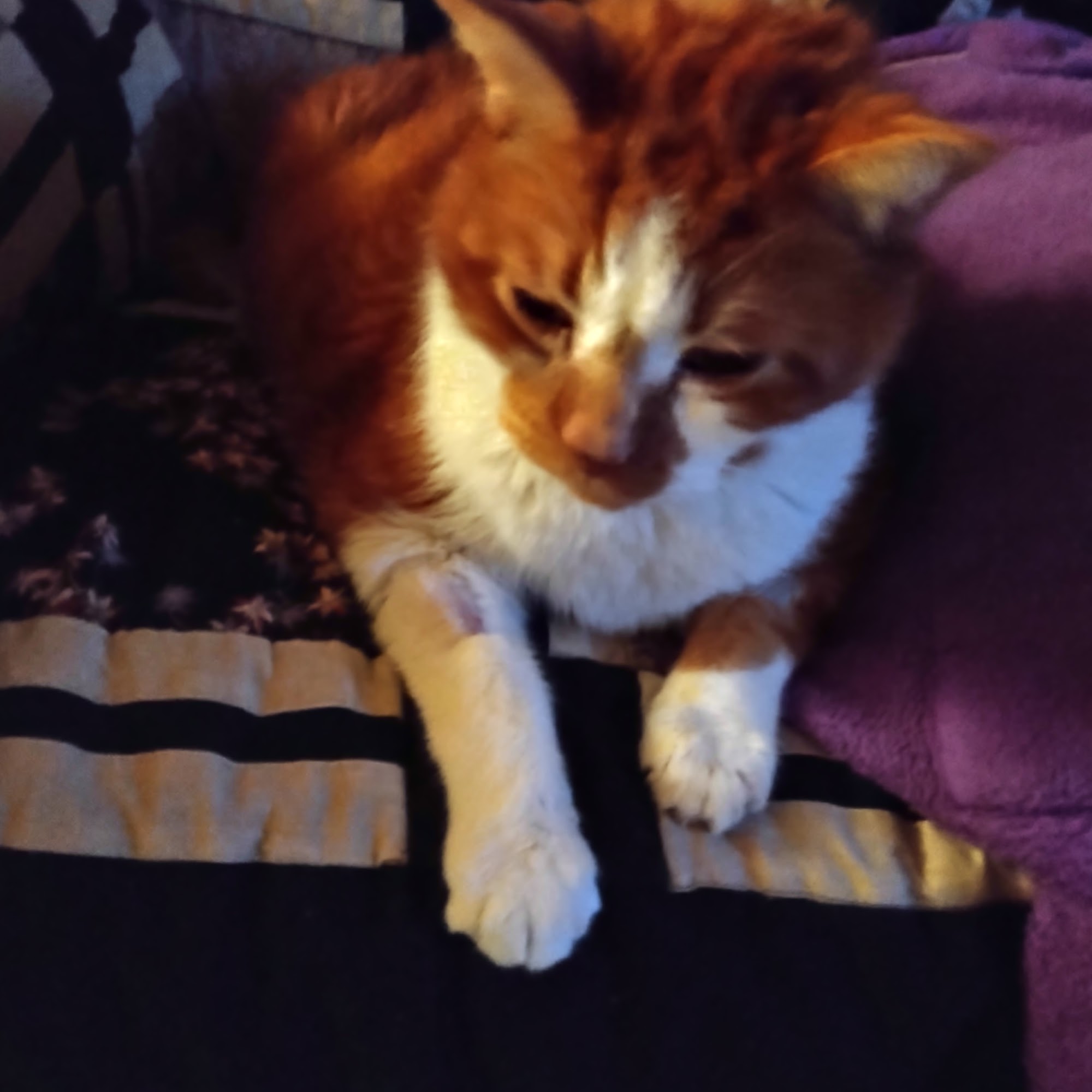 Amboy Avenue Animal Hospital Metuchen