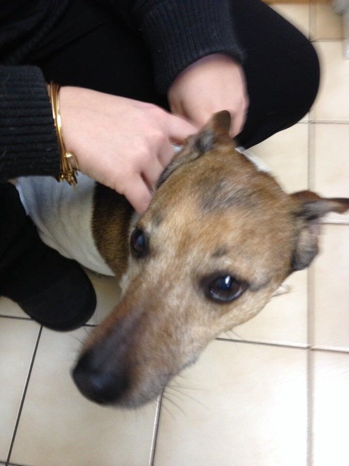 Metuchen Veterinary Hospital Metuchen