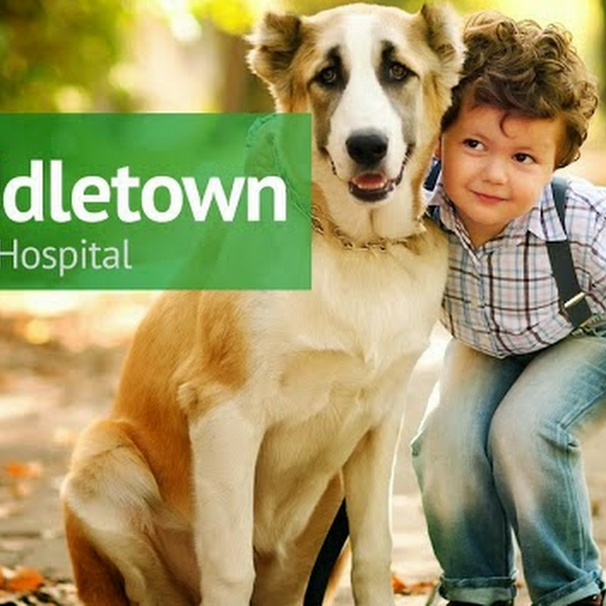 Middletown Animal Hospital Middletown