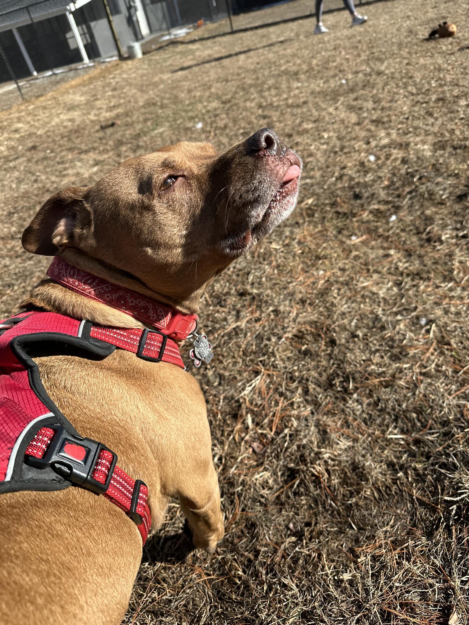 Bow-Wow Bed & Bath Middletown