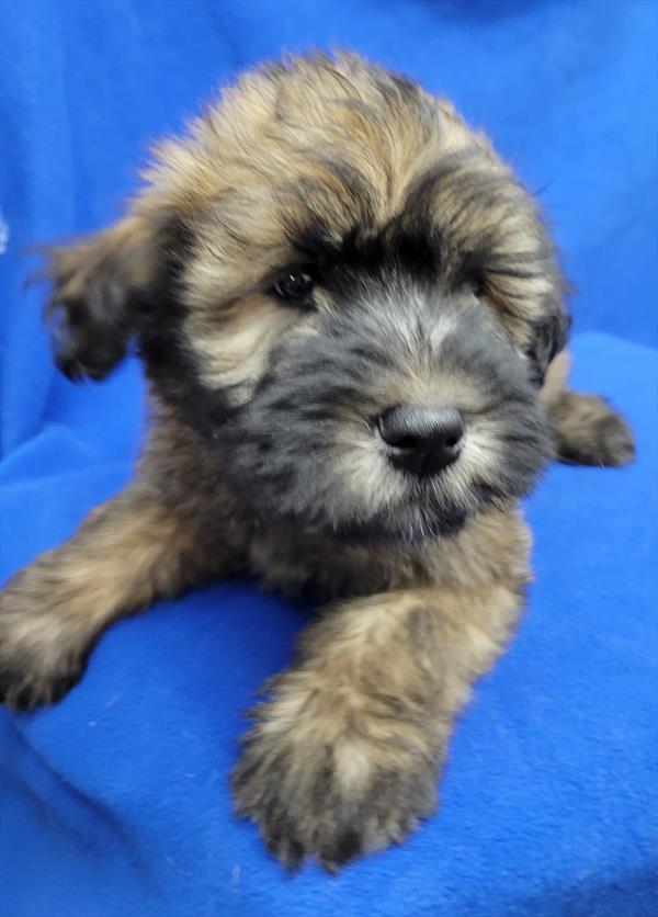 Select A Puppy, Inc. Middletown