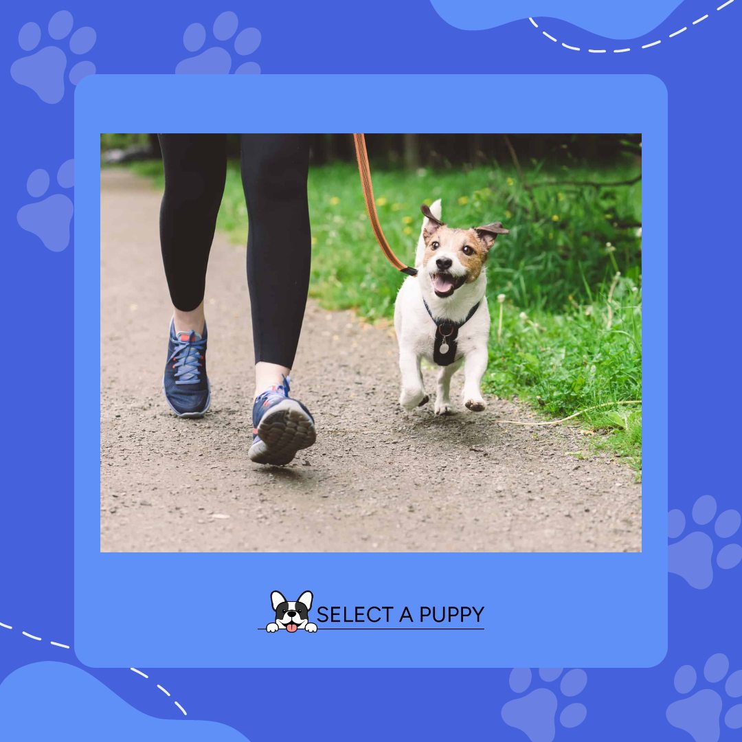 Select A Puppy, Inc. Middletown