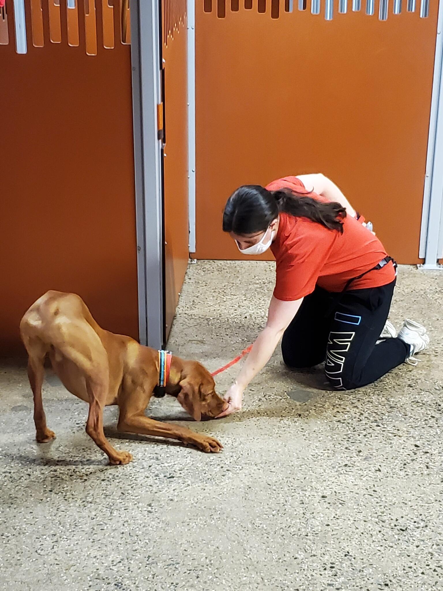 Camp Bow Wow Midland Park