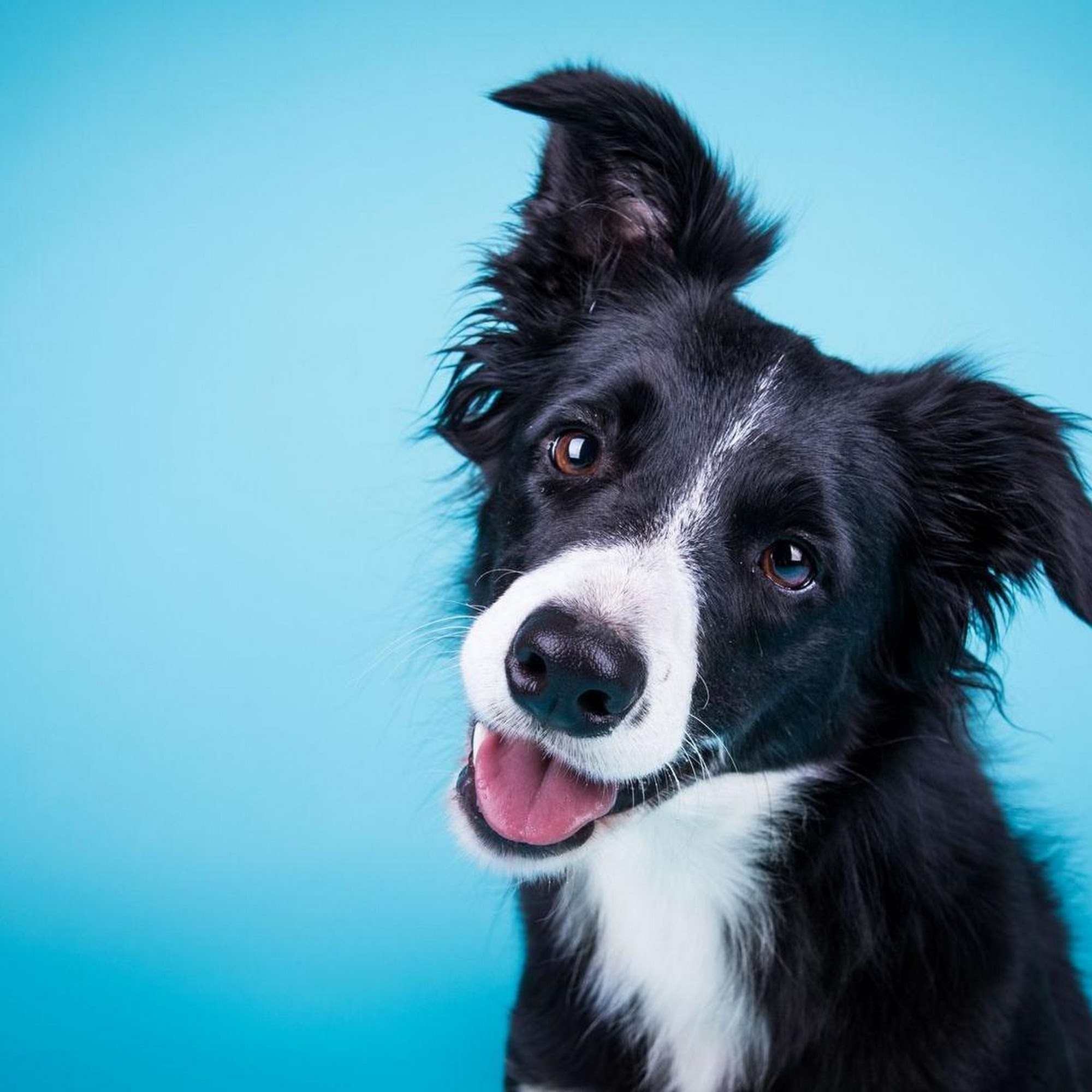 Midland Park Veterinary Hospital Midland Park