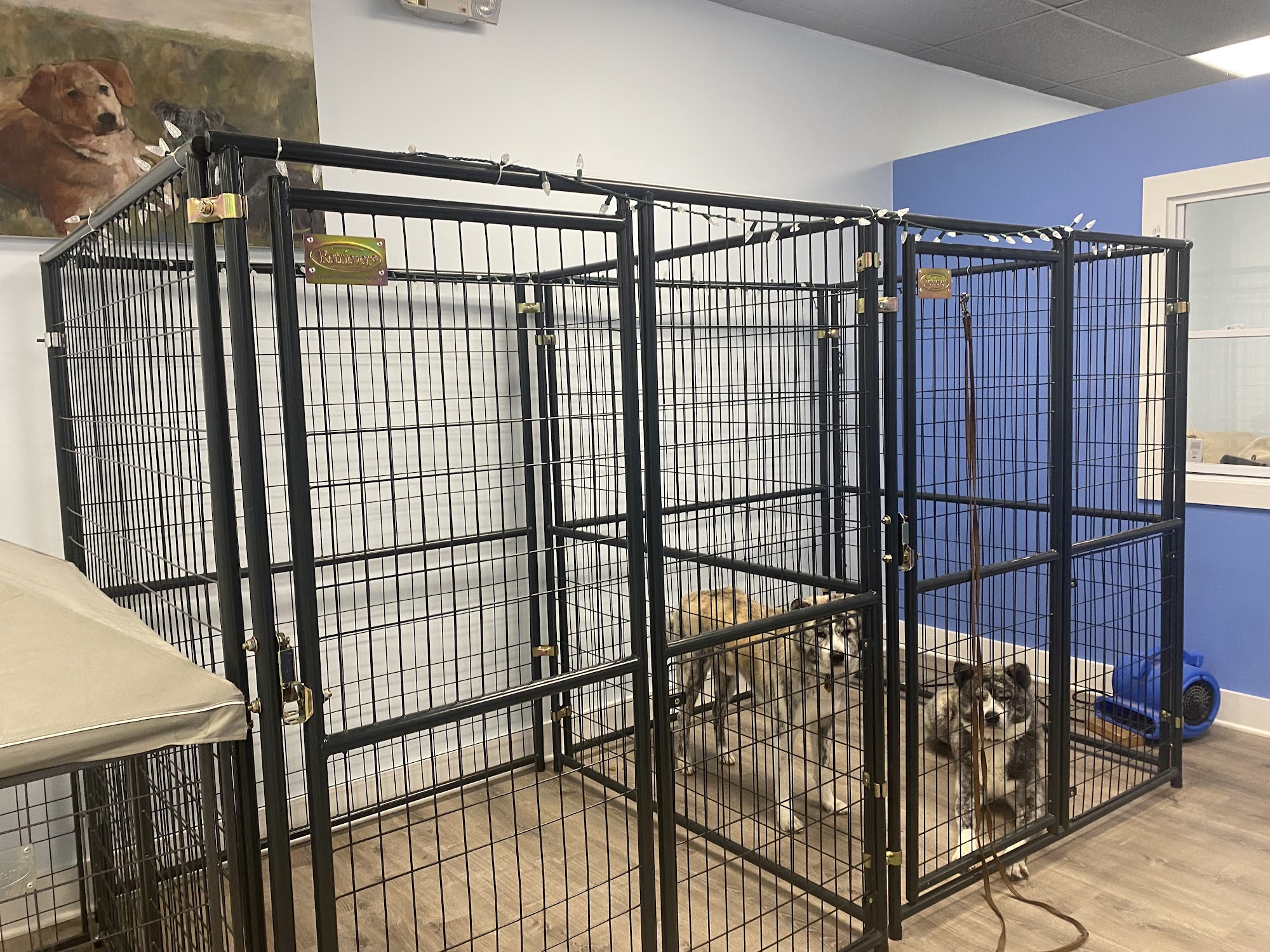 Frenchtown Dog Wash Milford