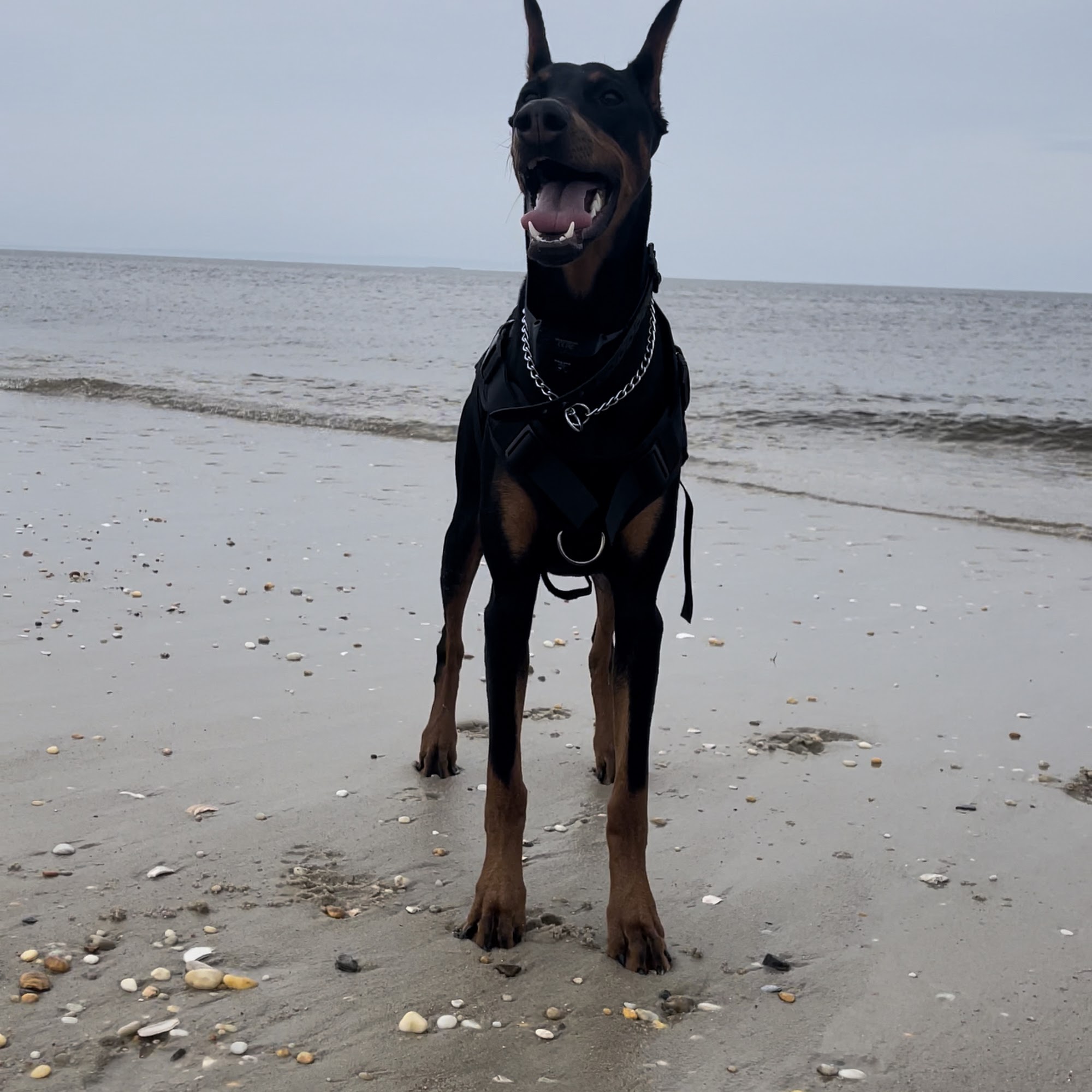 Millstone Animal Hospital Millstone