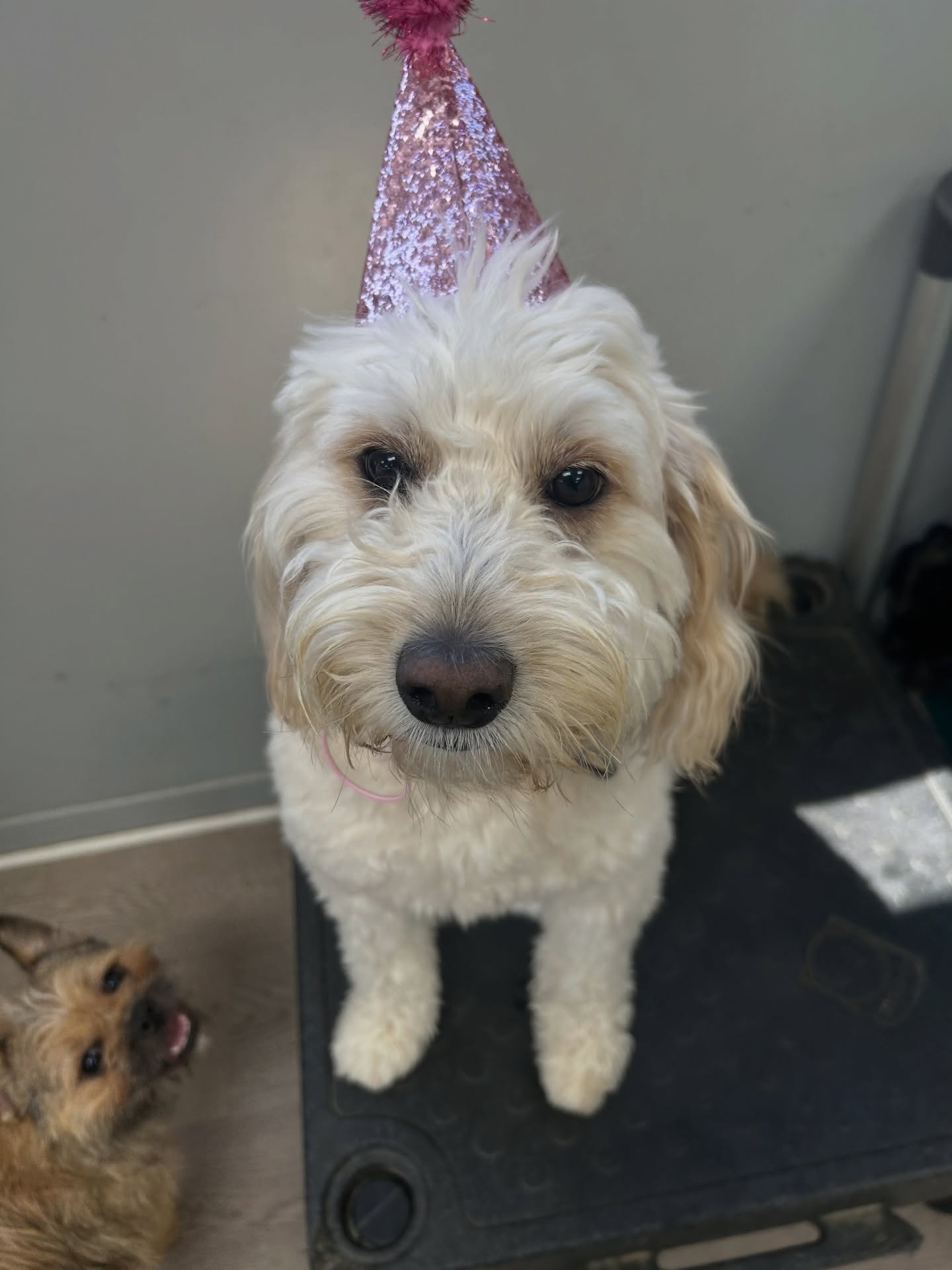 Green Leaf Pet Resort Millstone Millstone