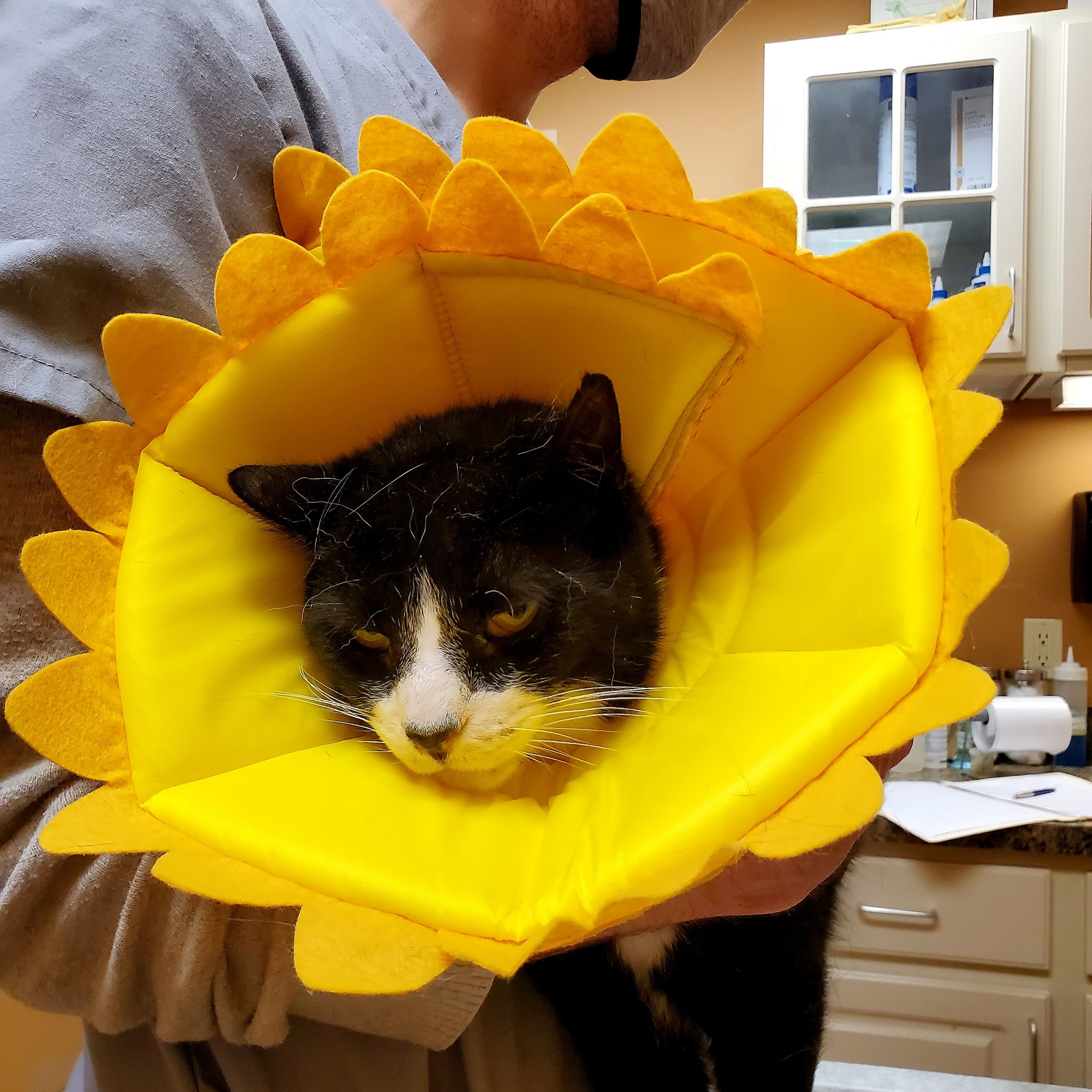 Animal Hospital of Millville Millville