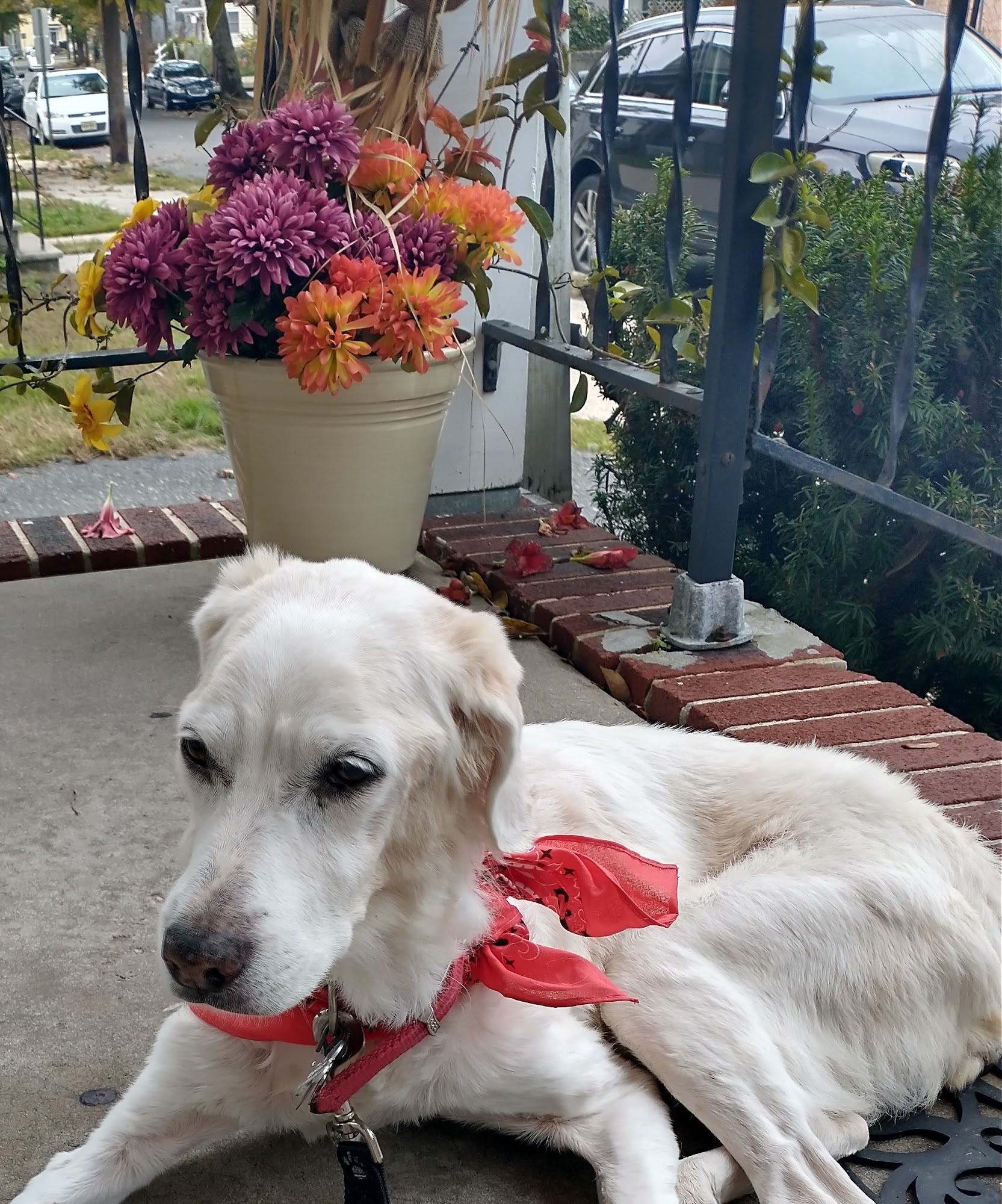 Animal Clinic of Millville Millville