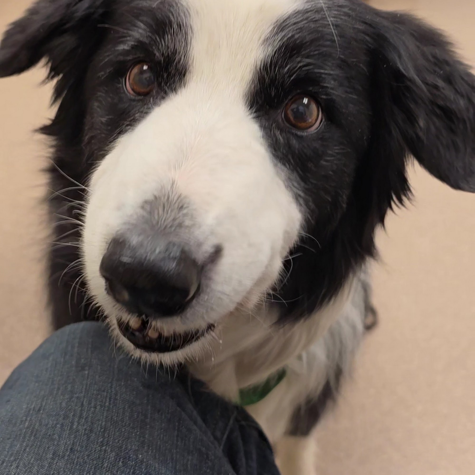 Animal Clinic of Millville Millville