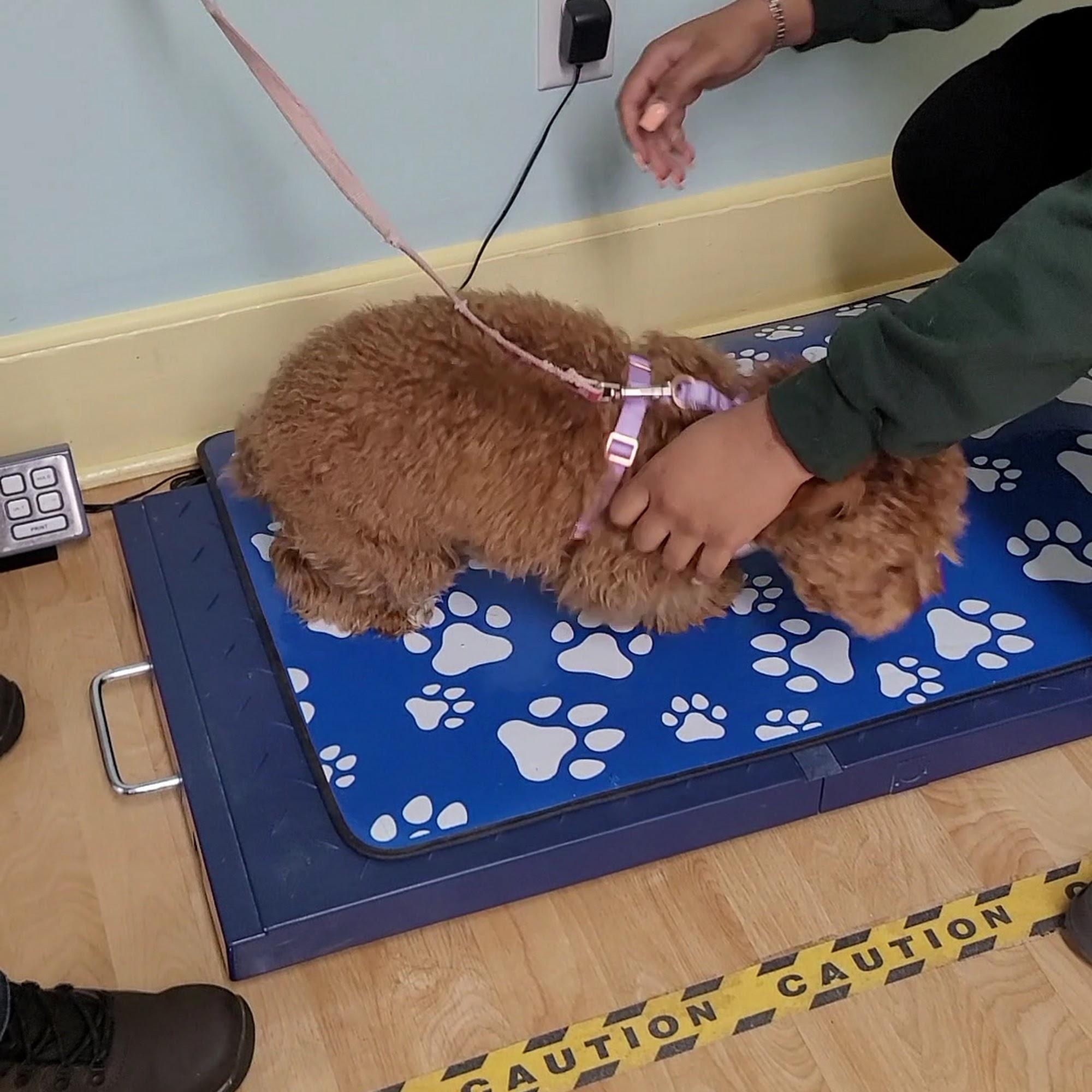 Hodes Veterinary Group Mine Hill