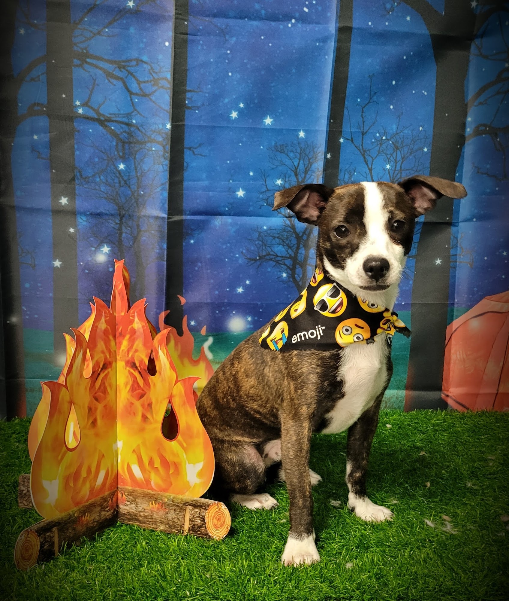 Study Of Fur Salon and Mobile Dog Grooming Monroe