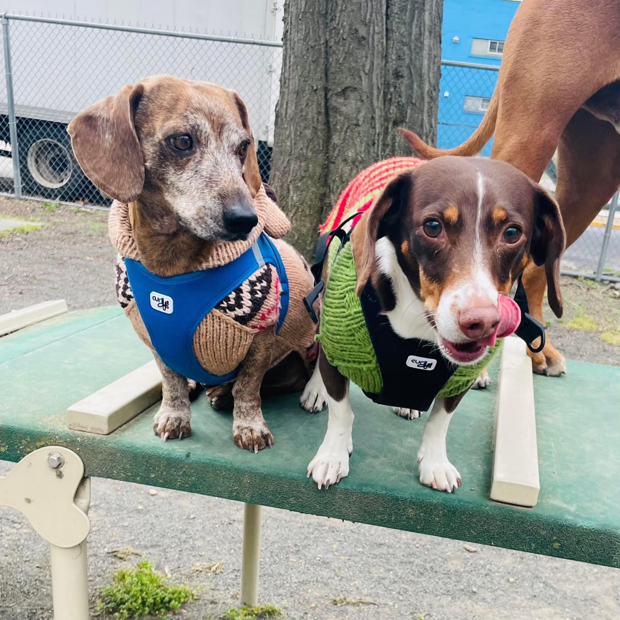 Montclair Animal Hospital Montclair