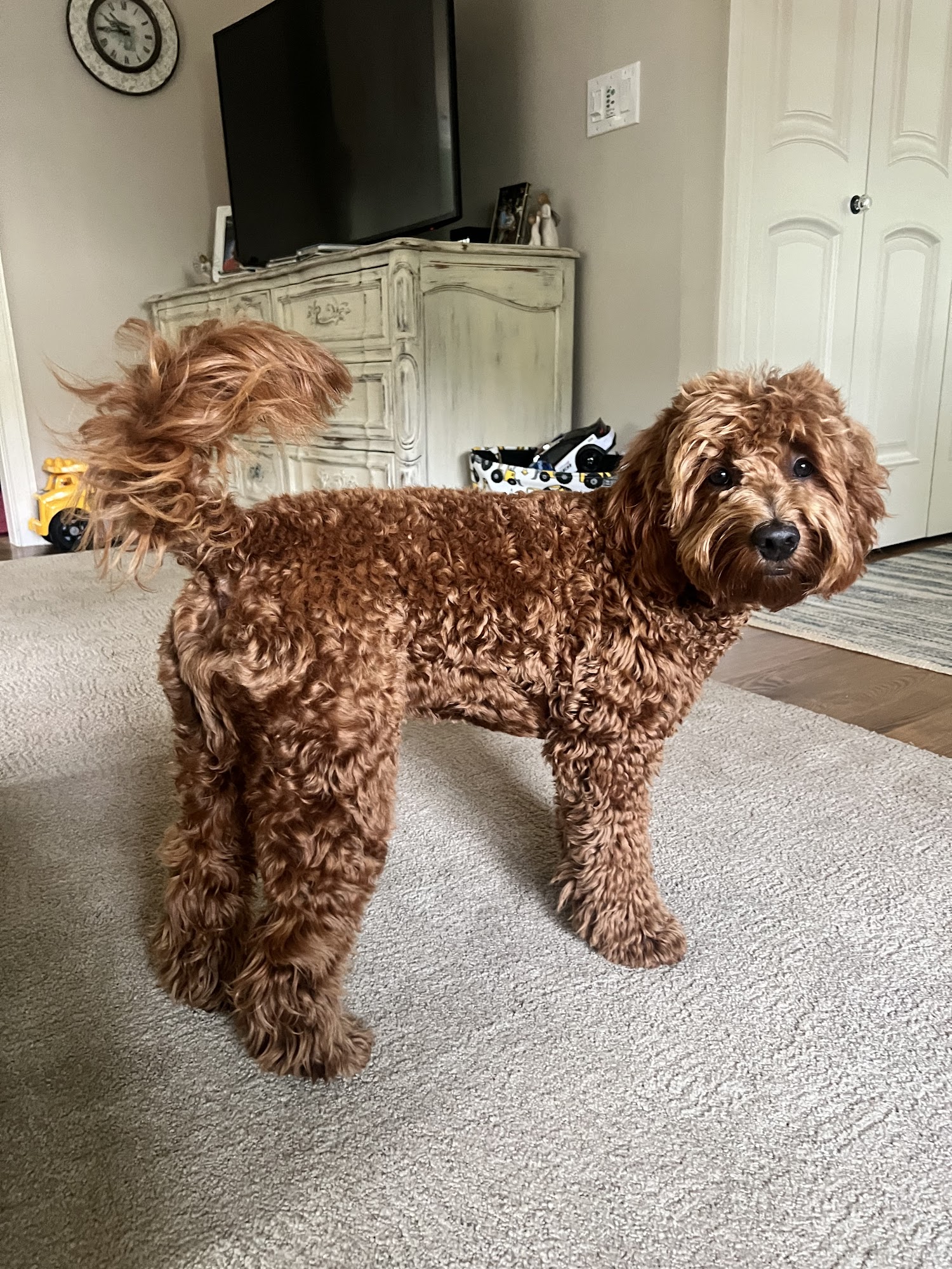 Brenda J. King, V.M.D. Montclair