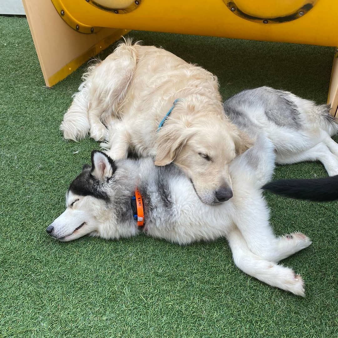 Pups @ Play Montclair Montclair