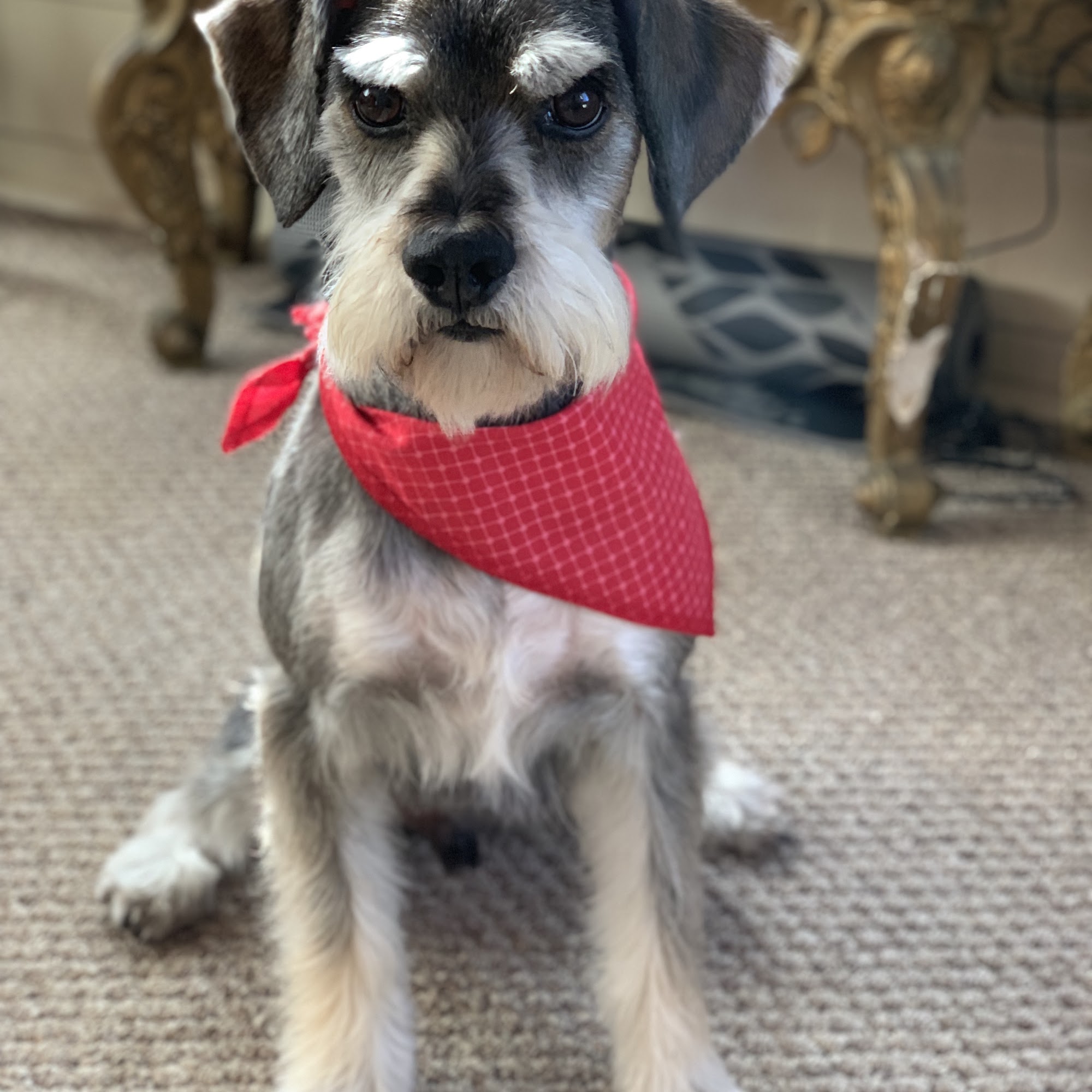 Studio Groomers