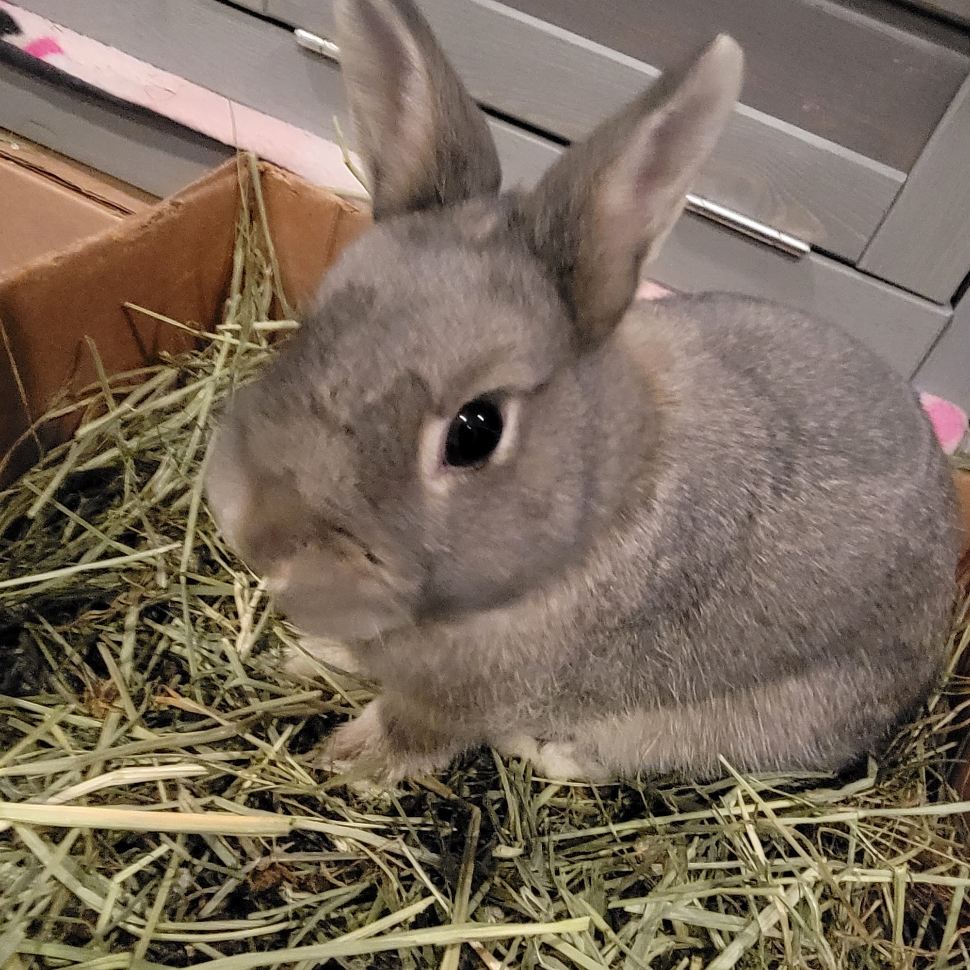 Montville Animal Hospital Montville