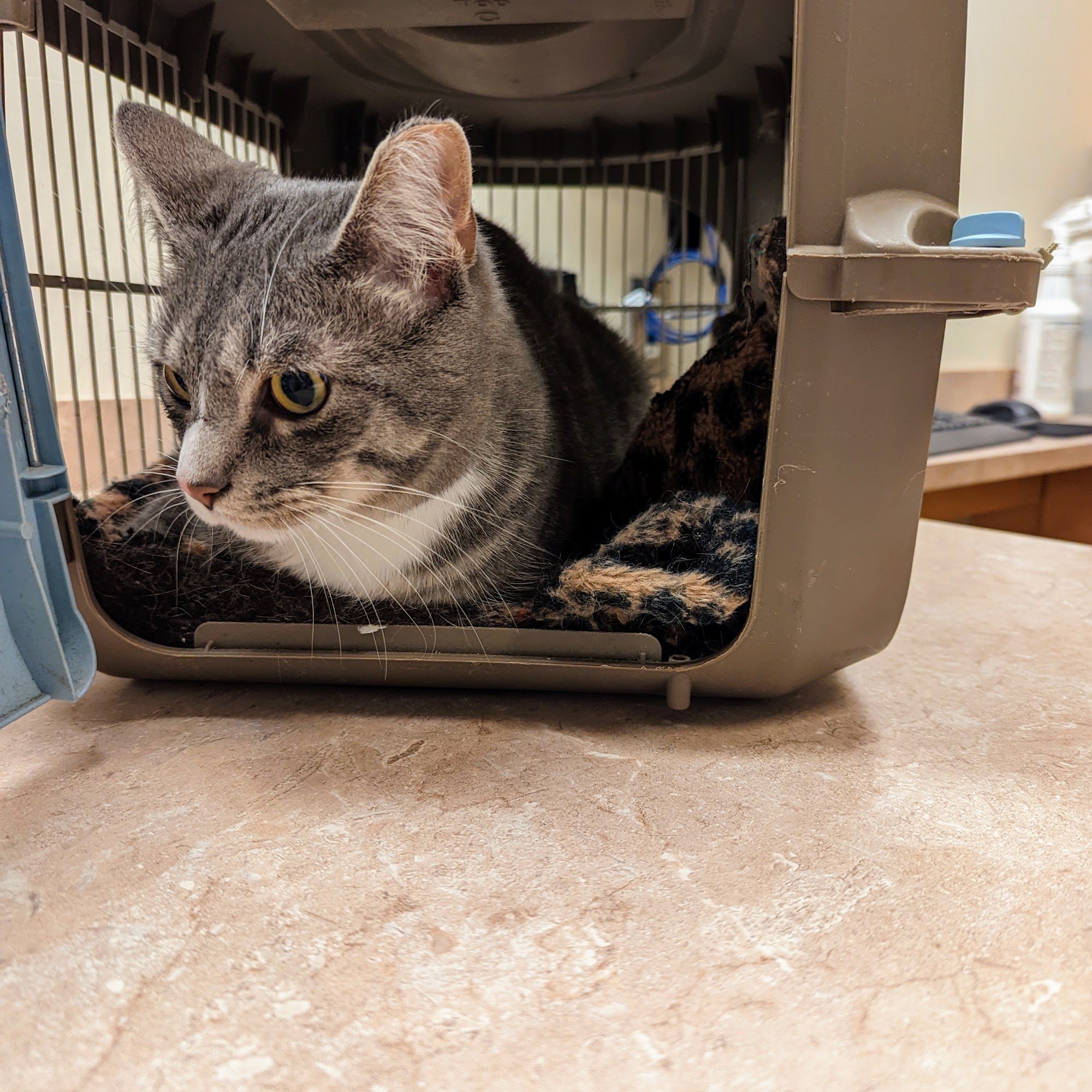 Montville Veterinary Group Montville