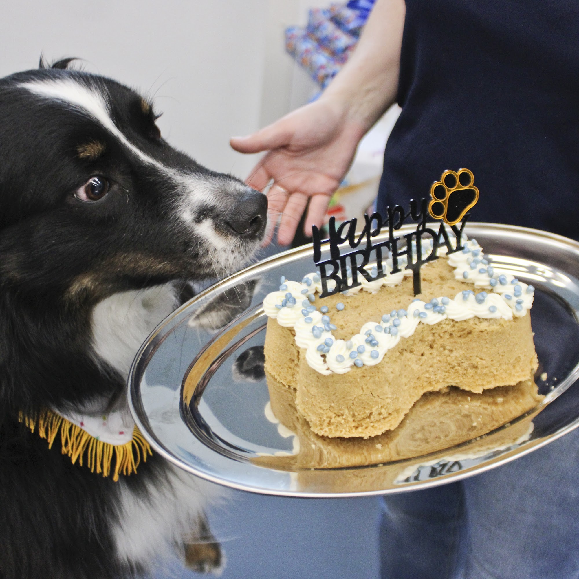 Morris Animal Inn at Montville Montville