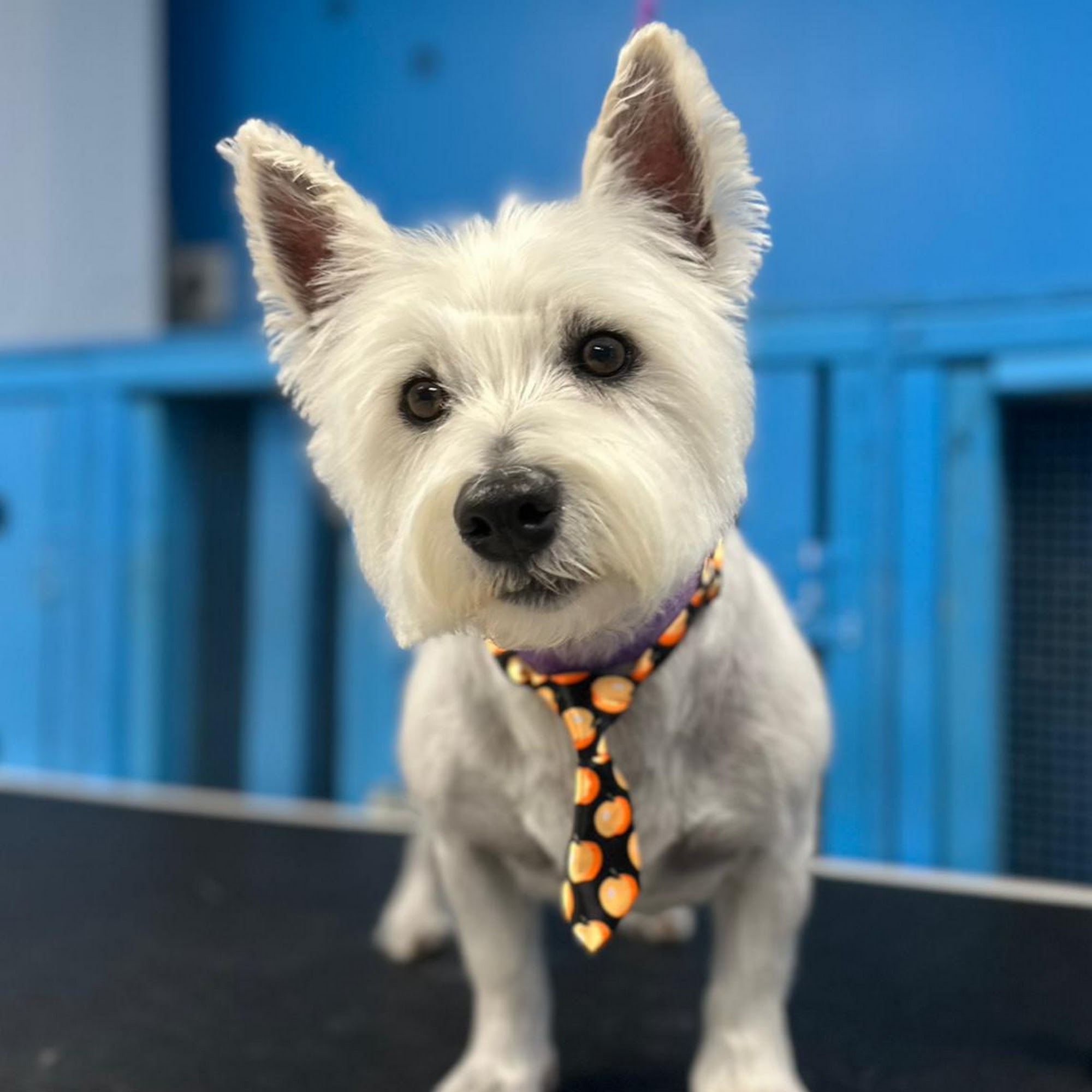 Friends Grooming 8 W Camden Ave, Moorestown, NJ 08057