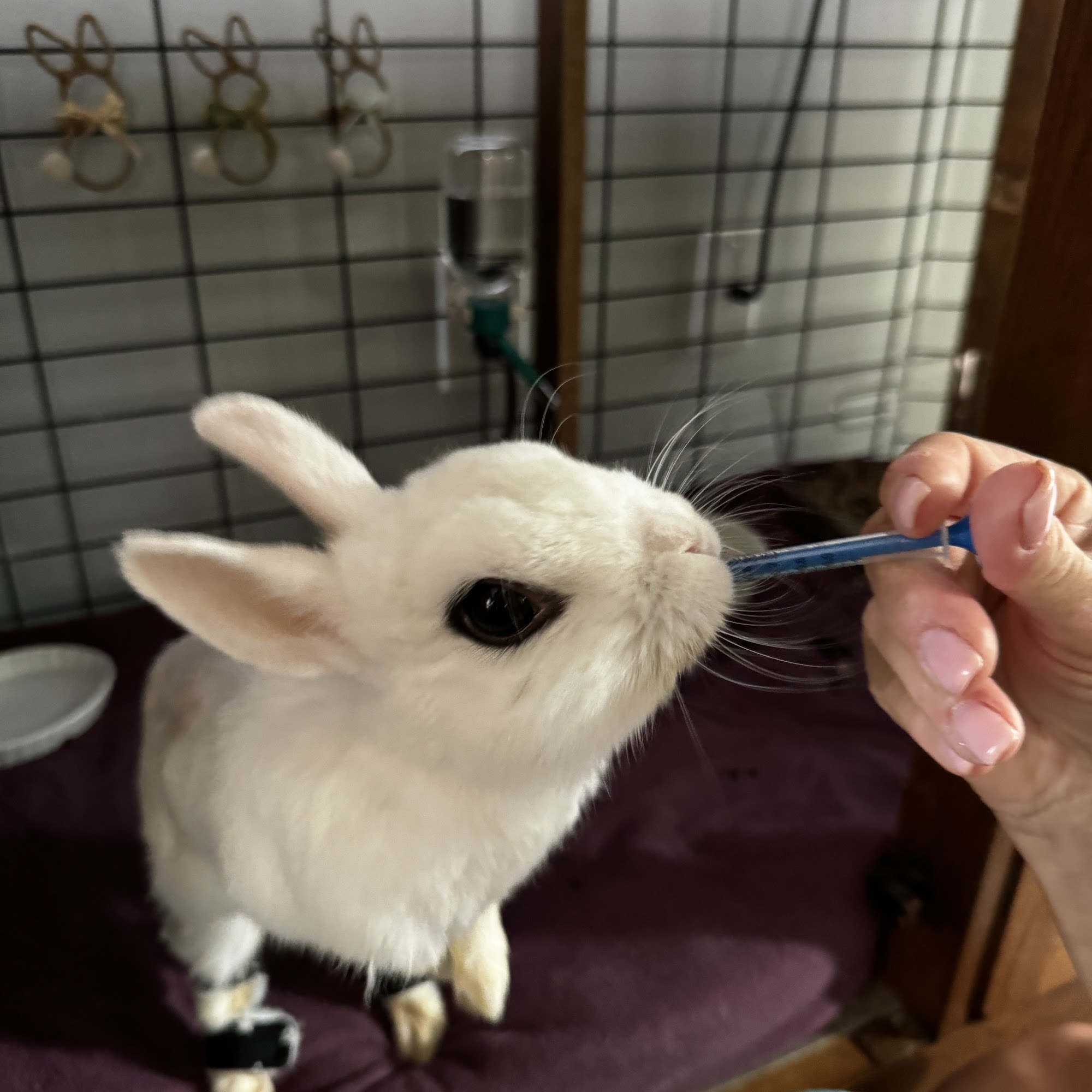 Community Animal Hospital Morris Plains