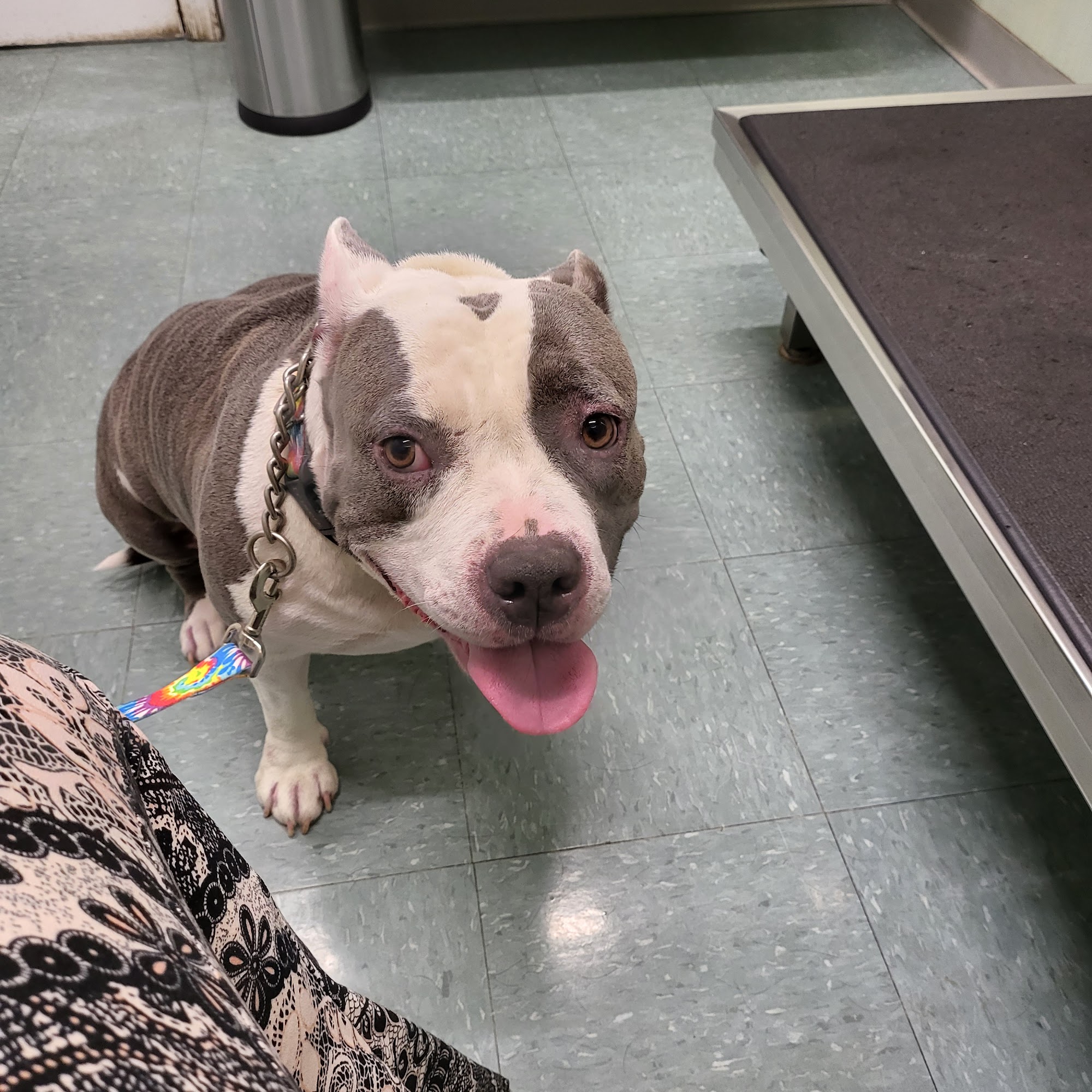 Werner Animal Hospital Morris Plains