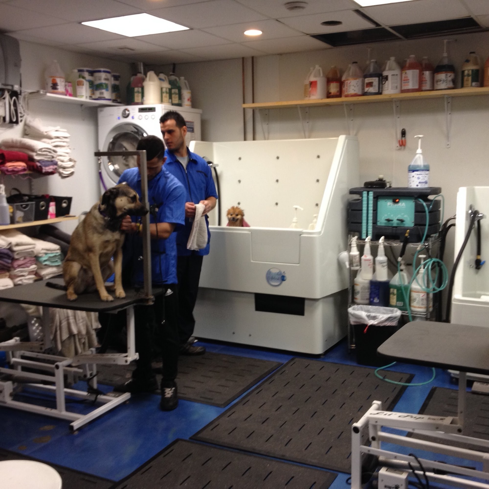 Wash N' Wiggle Pet Services Center Morris Plains