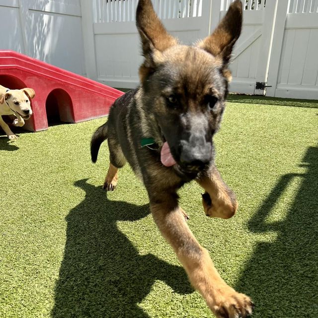 Camp Bow Wow Morristown