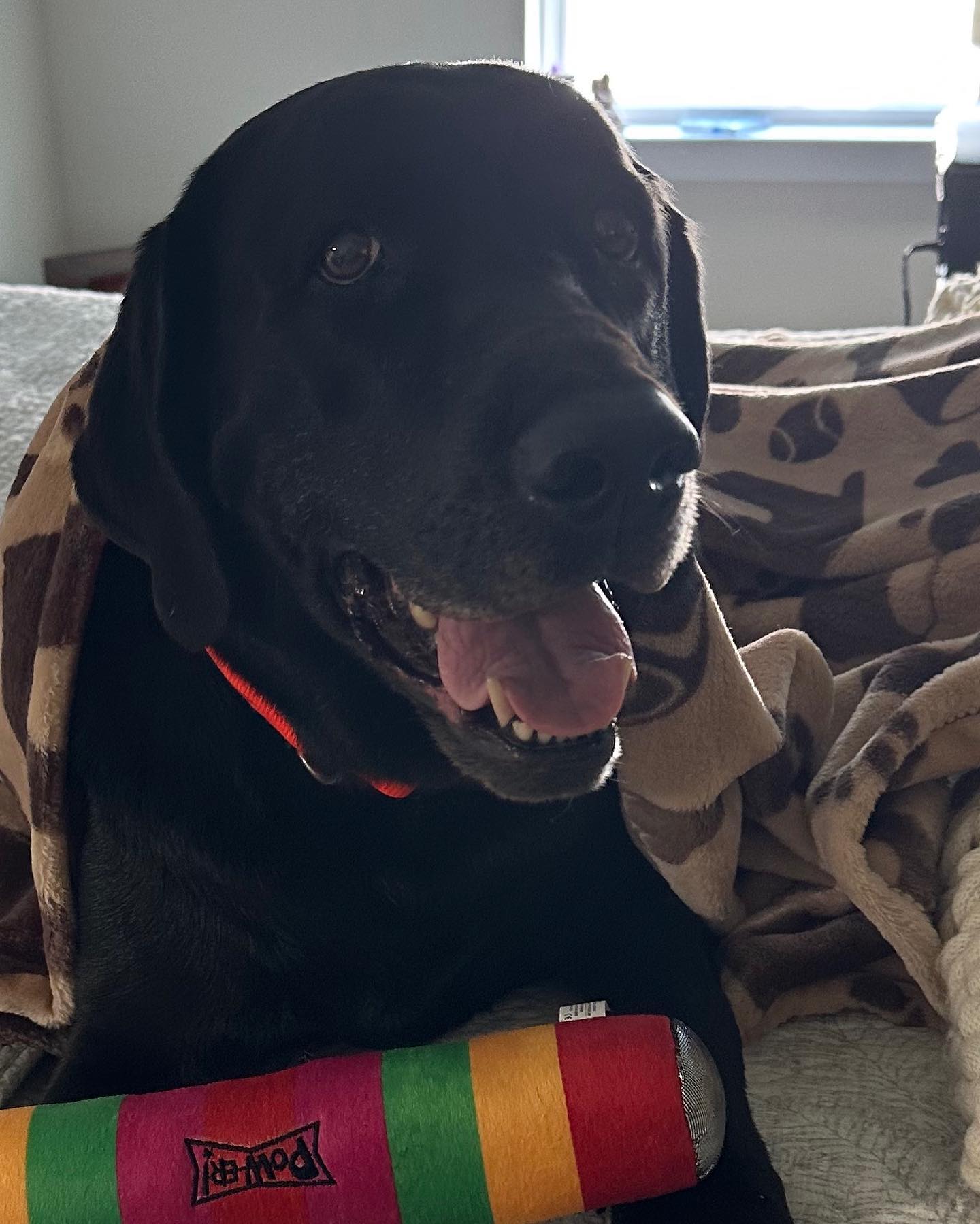 While You Were Gone Petsitting Service Morristown
