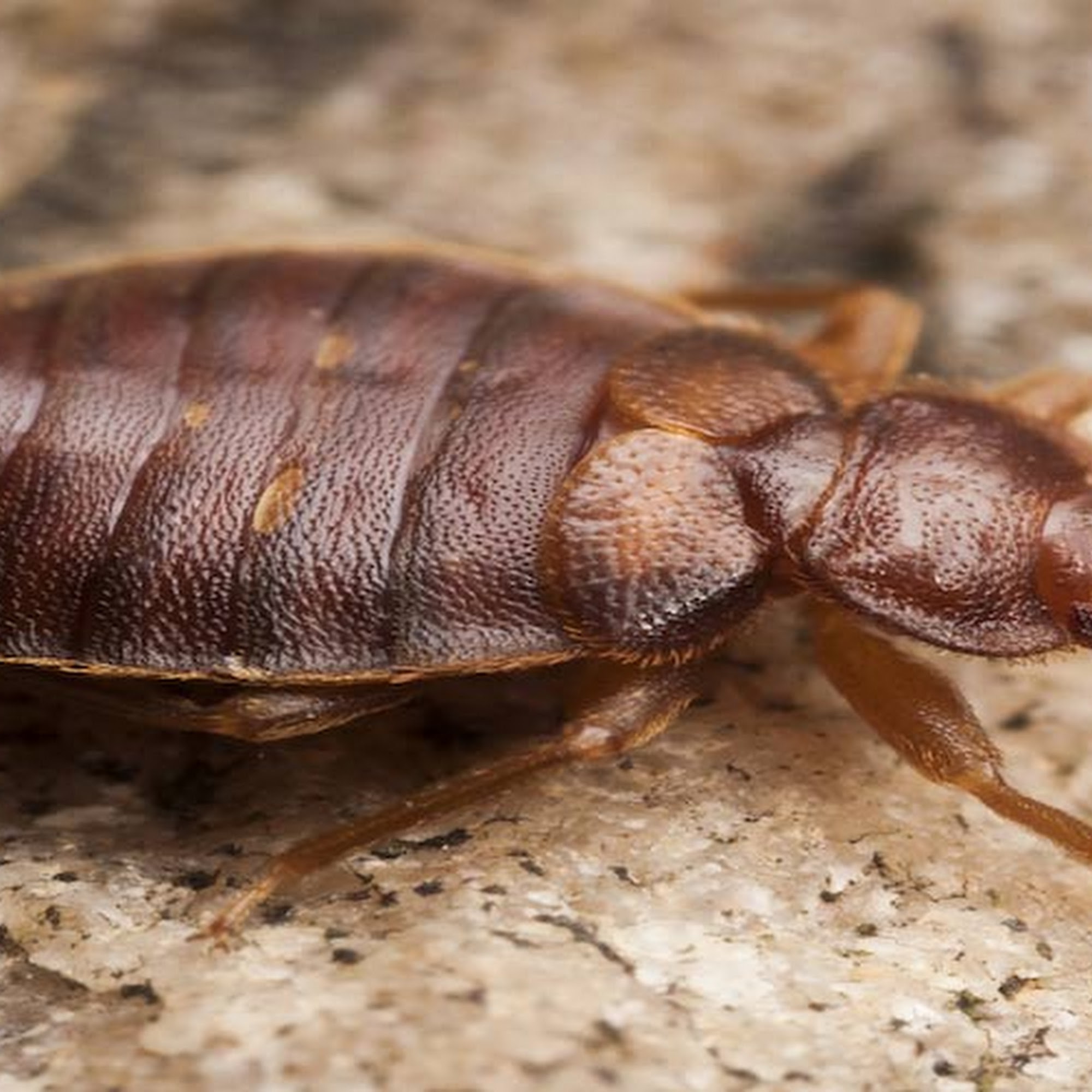 Bowco Labs Pest Control Morristown, NJ 50 Madison Ave suite b, Morristown New Jersey 07960