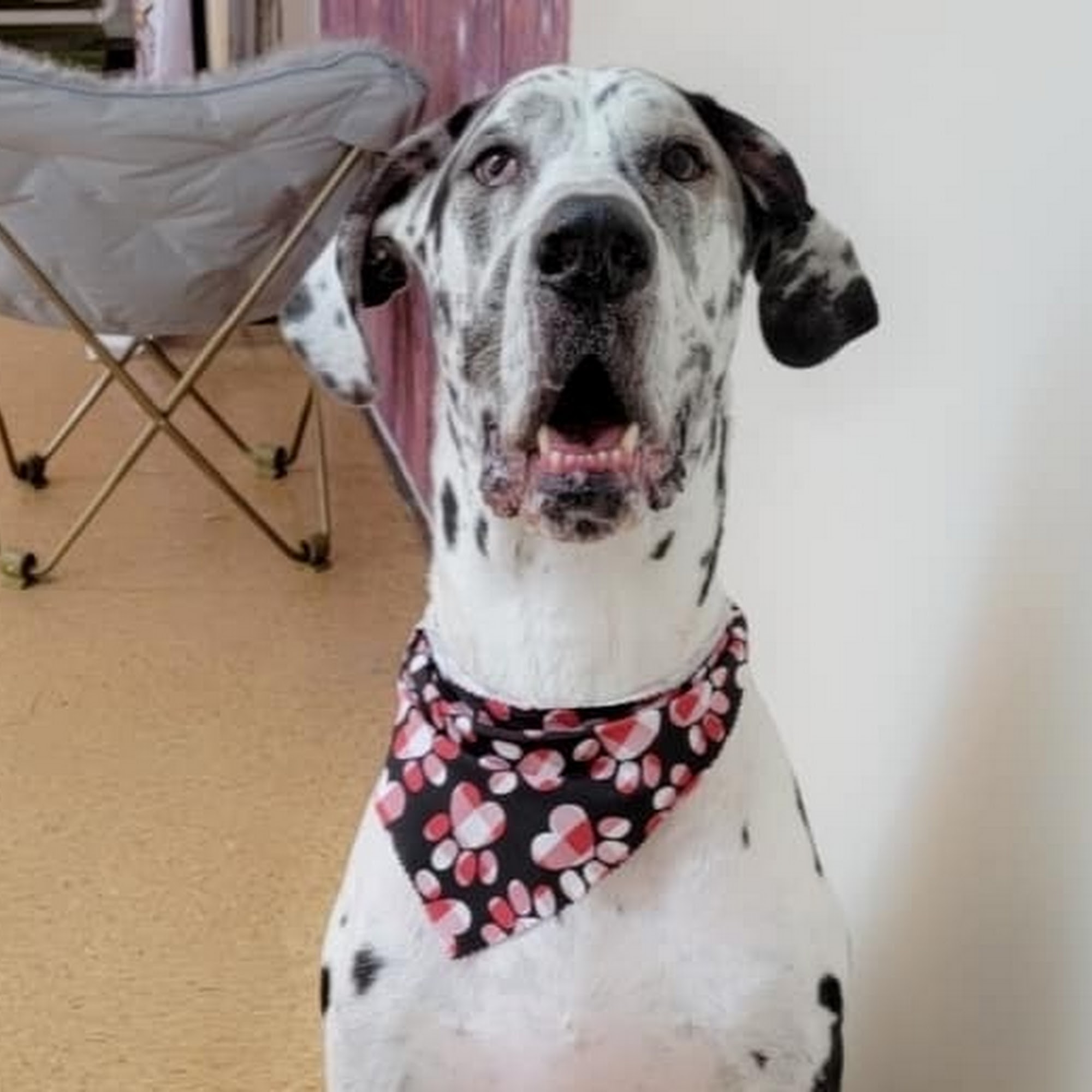 Doggies Gone Wild Mount Holly