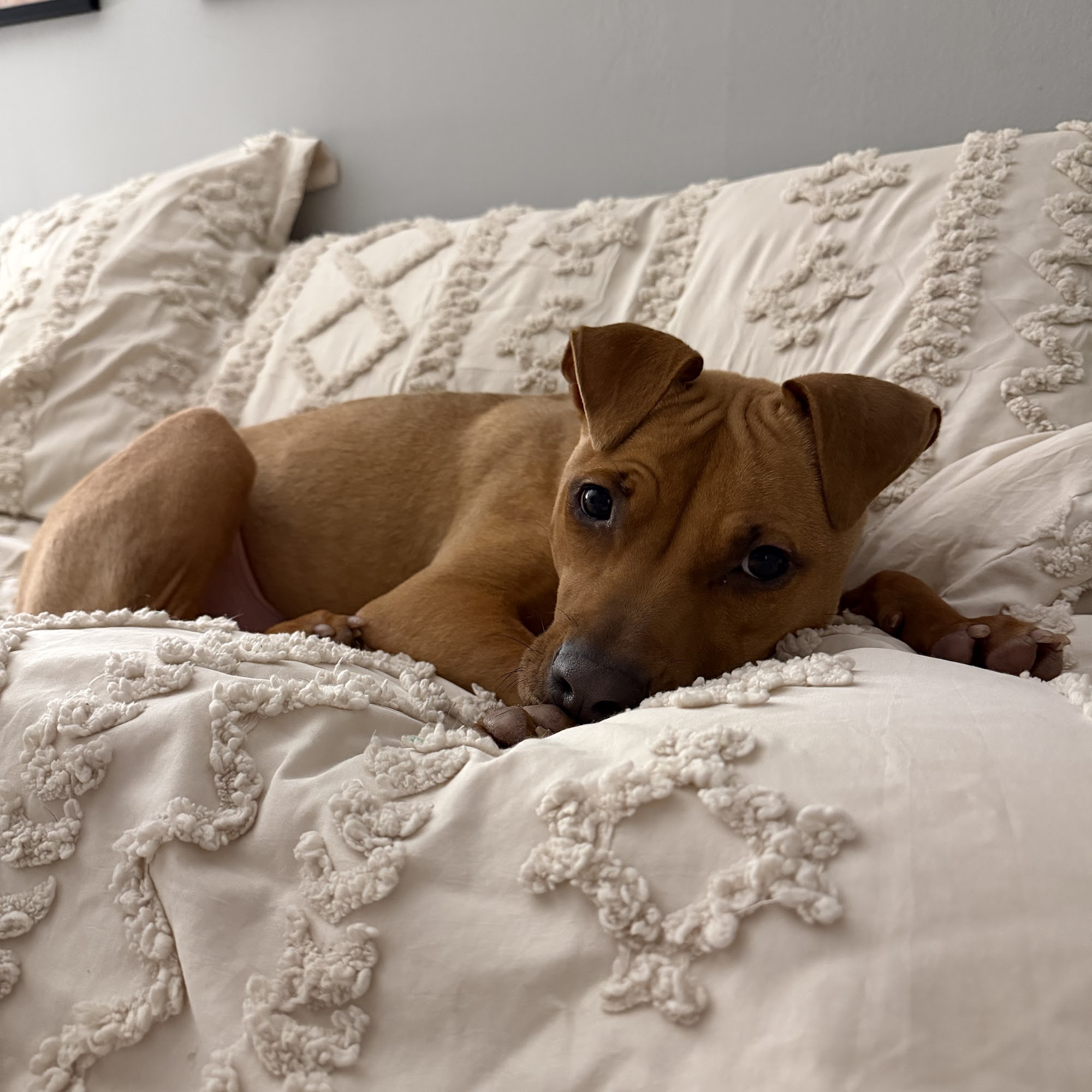 Mount Laurel Animal Hospital Mount Laurel