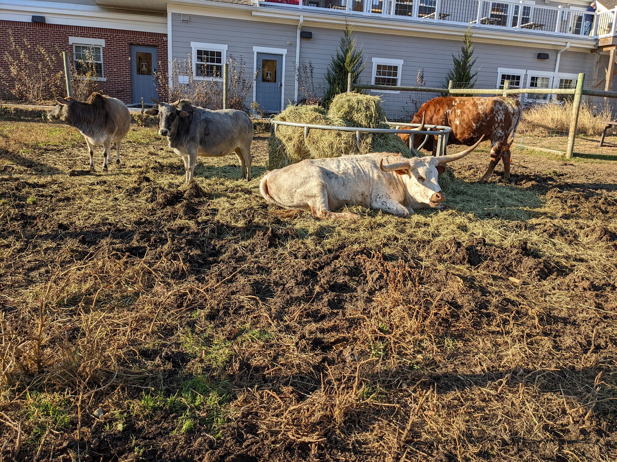 Mount Laurel Animal Hospital Mount Laurel