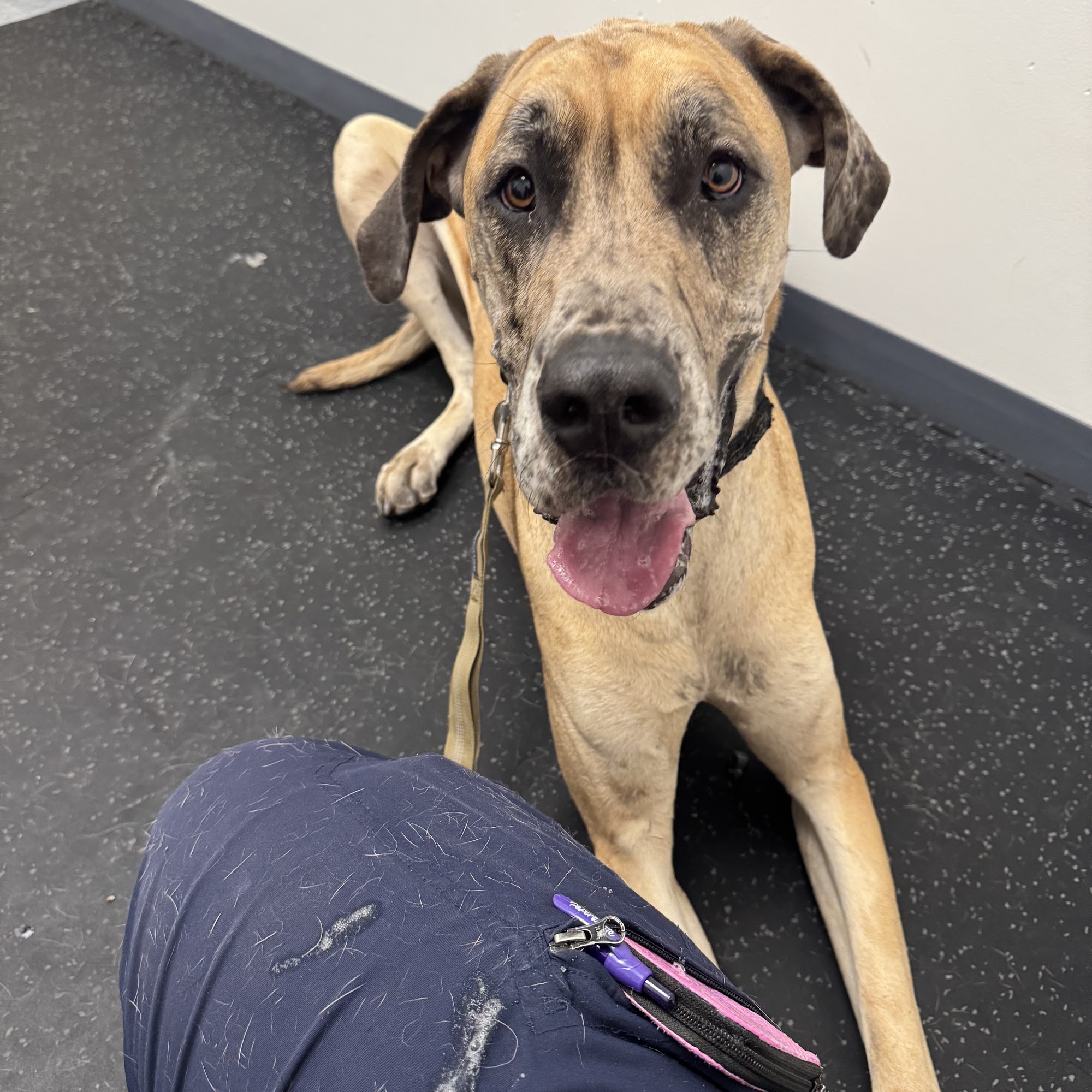 Rancocas Veterinary Associates Mount Laurel