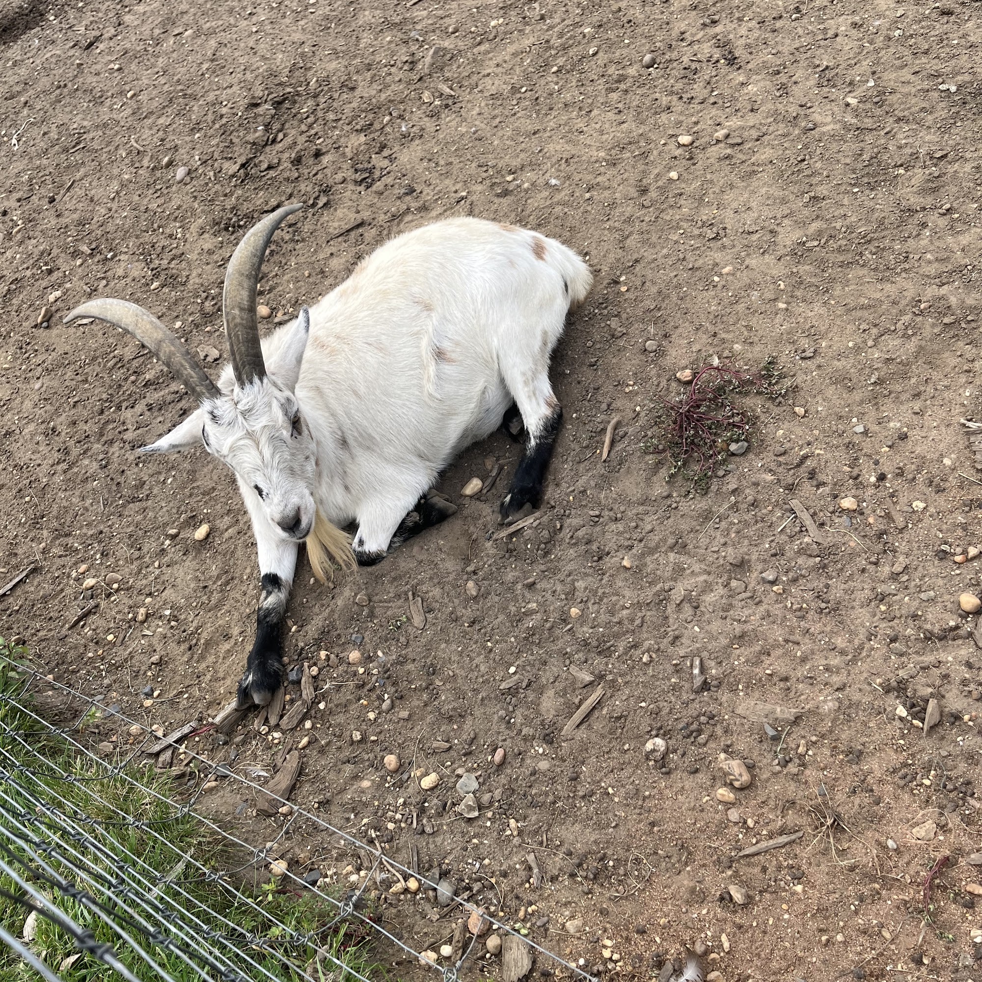 Mt Laurel Animal Hospital: Merrifield Rebecca DVM Mount Laurel