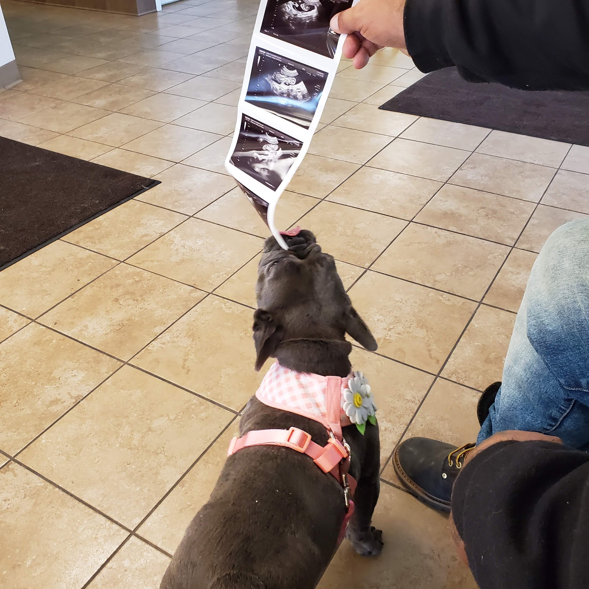 Delaware Valley Veterinary Hospital Mullica Hill