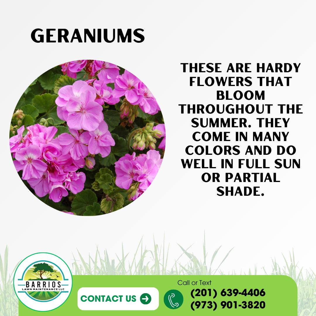 Barrios Lawn Maintenance