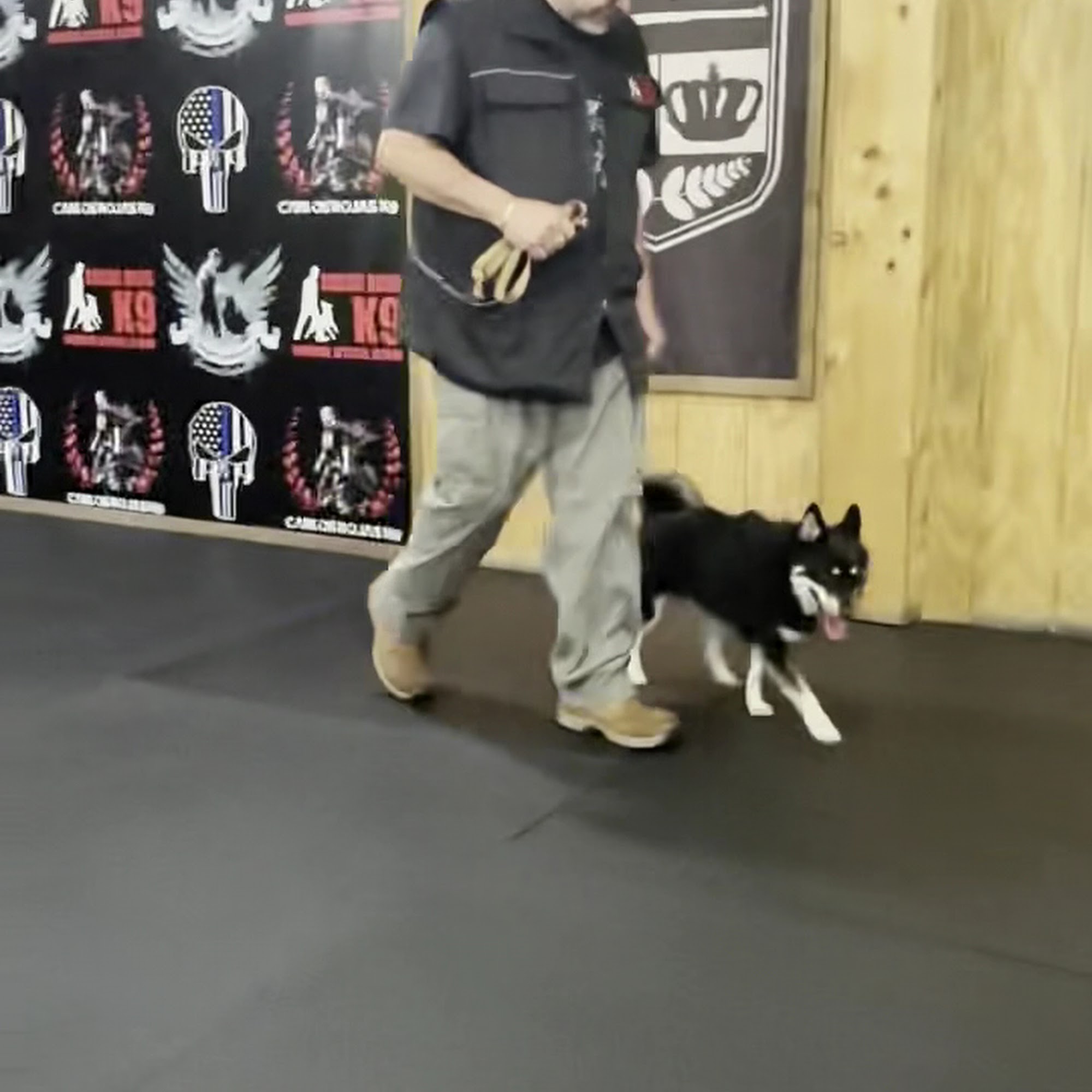 Jagermeister German Shepherds / Carlos Rojas K9 New Egypt