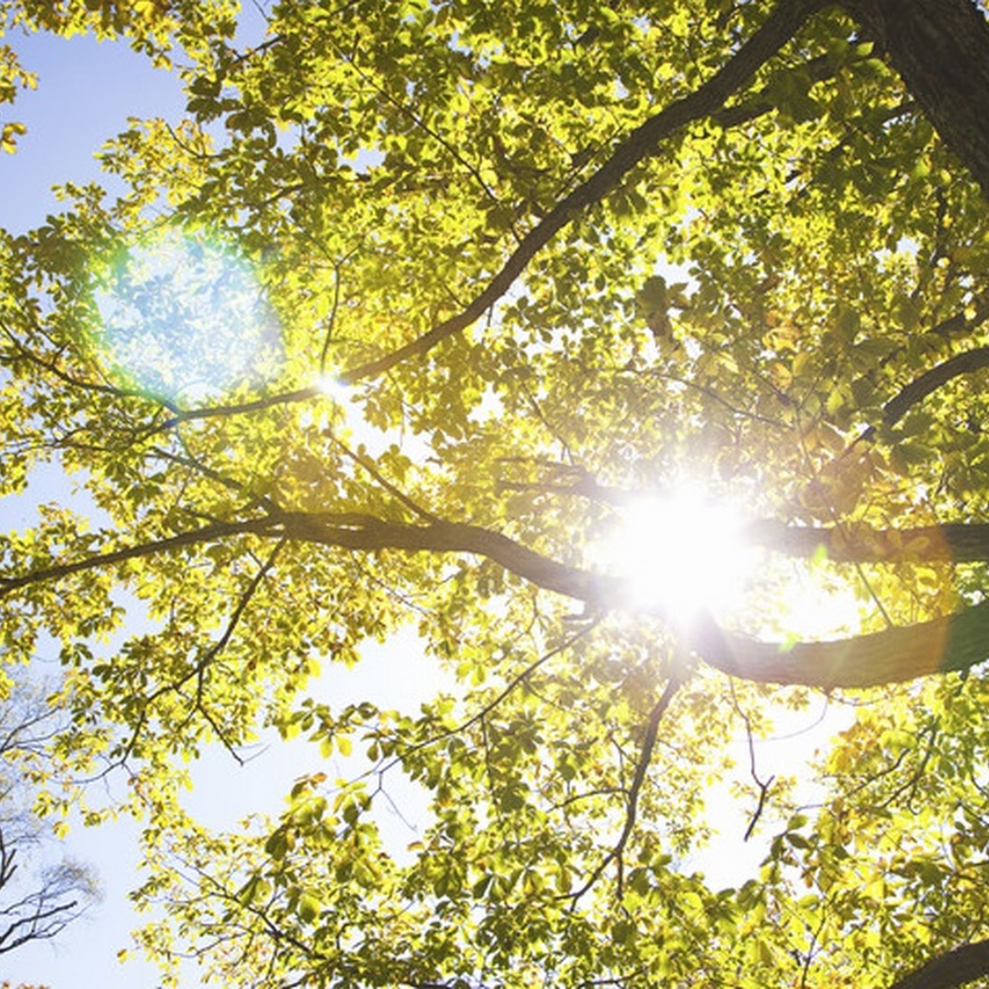 ArborVision Tree Service 244 Archertown Rd, New Egypt New Jersey 08533