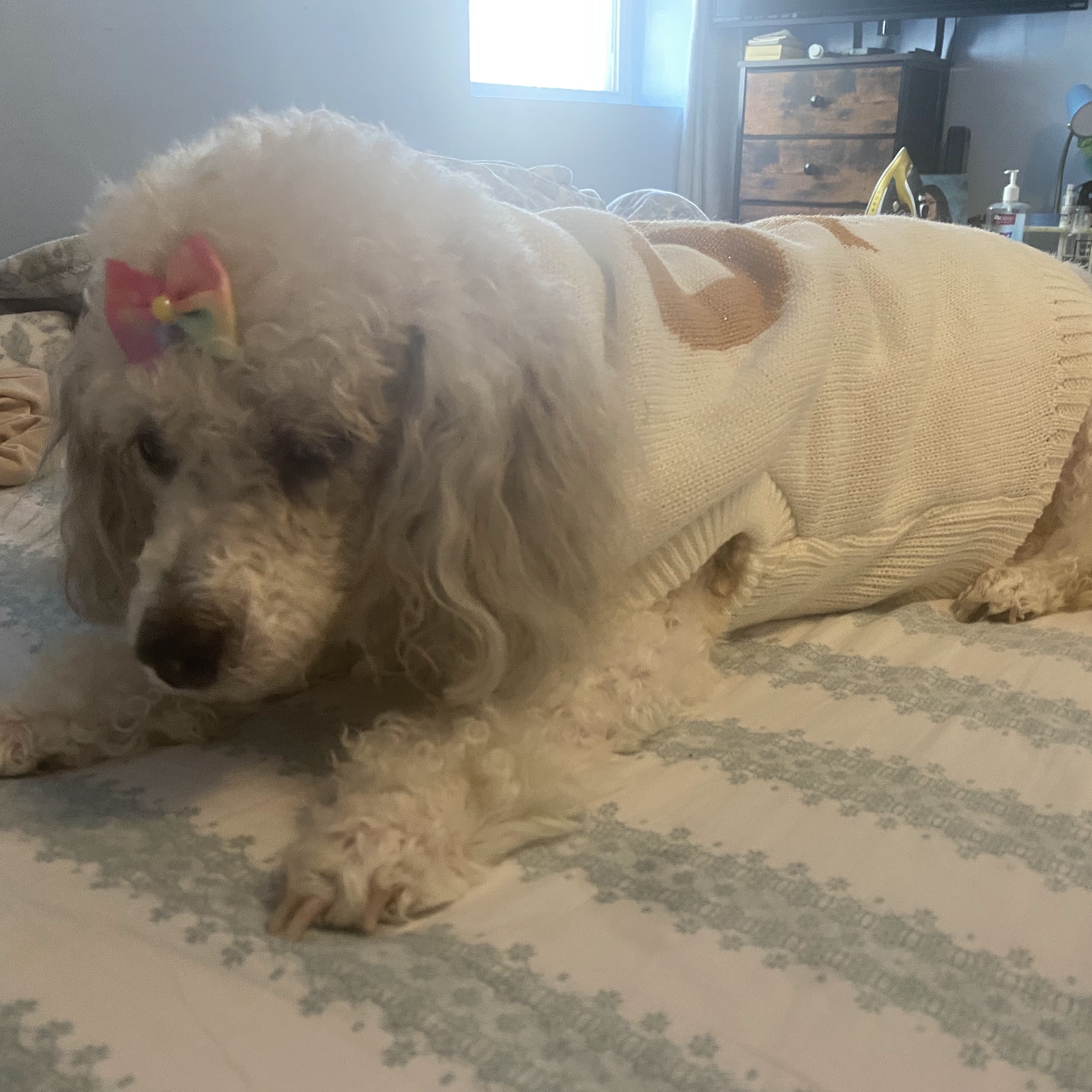 Murray Hill Veterinary Associates New Providence