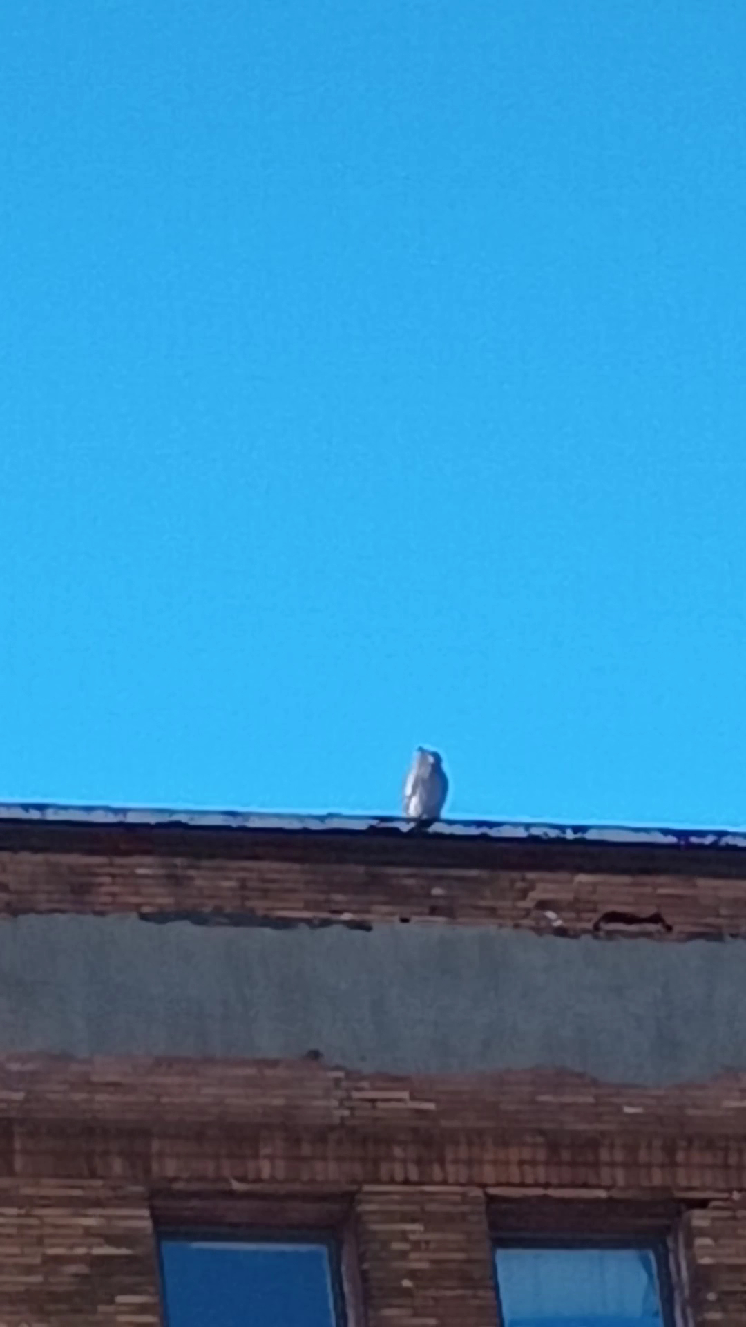 Papa Johns Pizza Menu