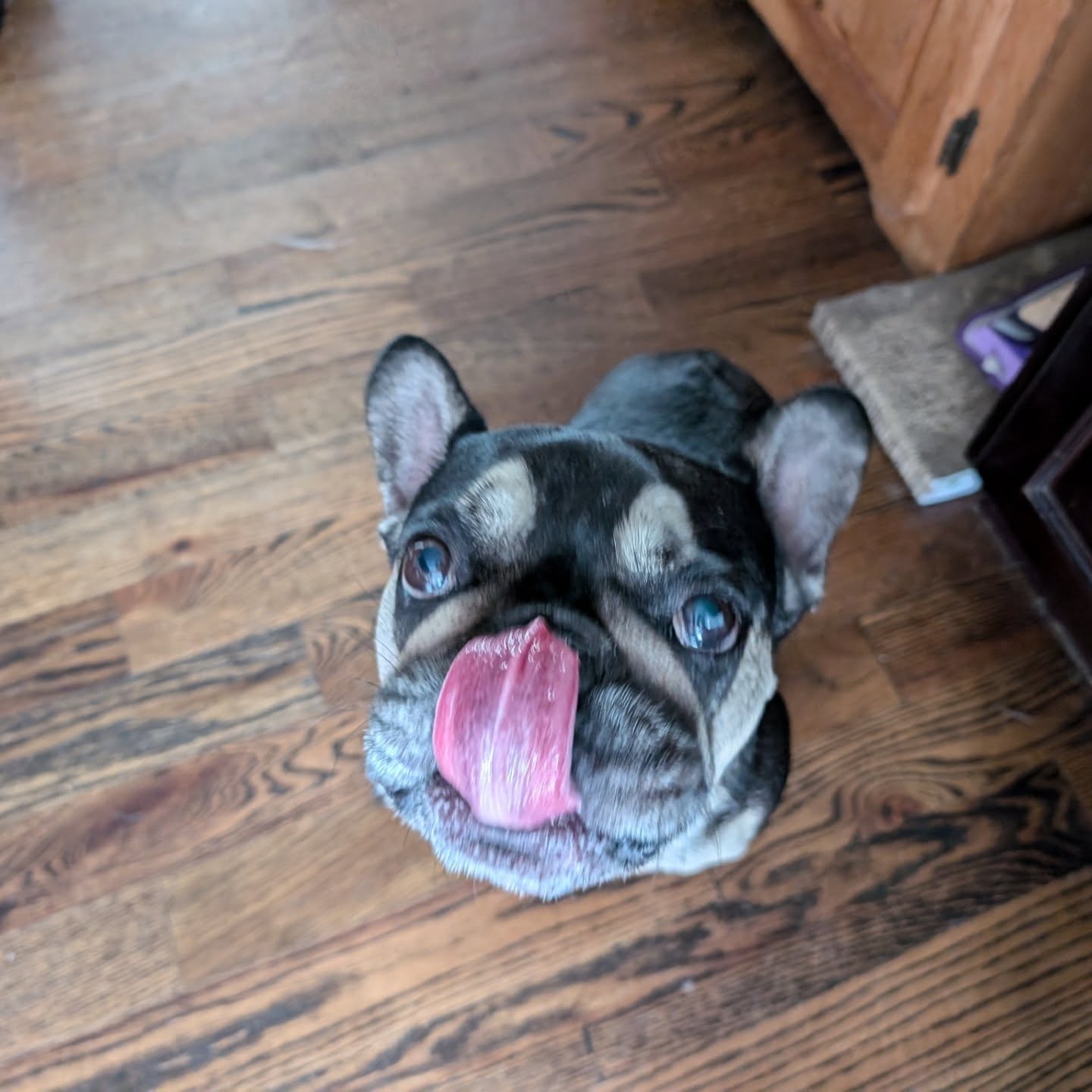 Home Away From Home Pet Services Newark