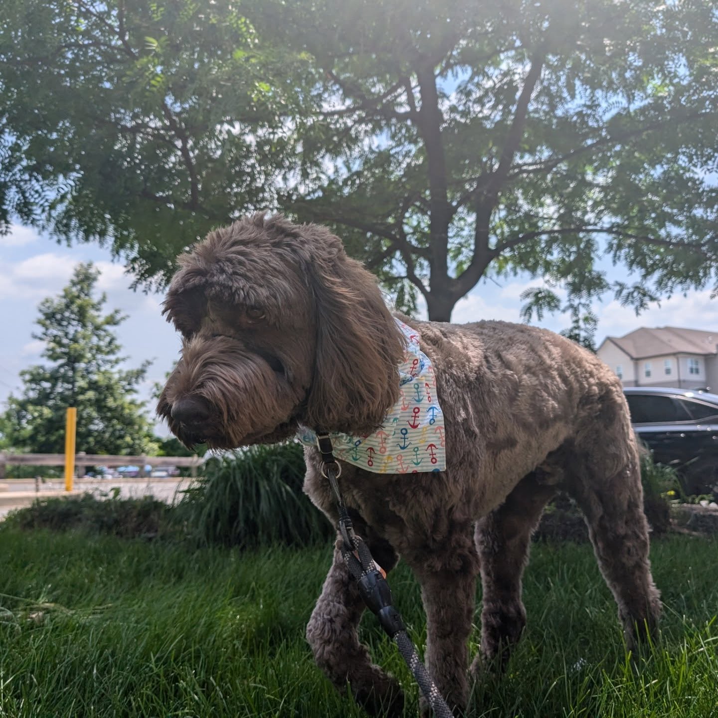 Home Away From Home Pet Services Newark